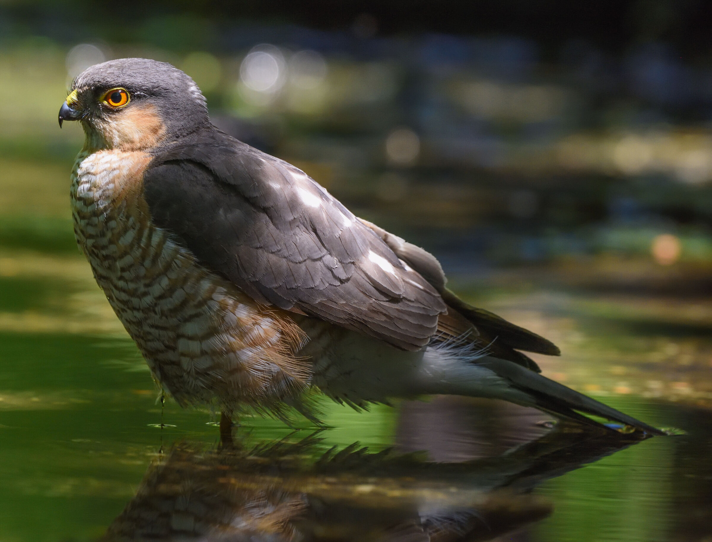 sparrowhawk