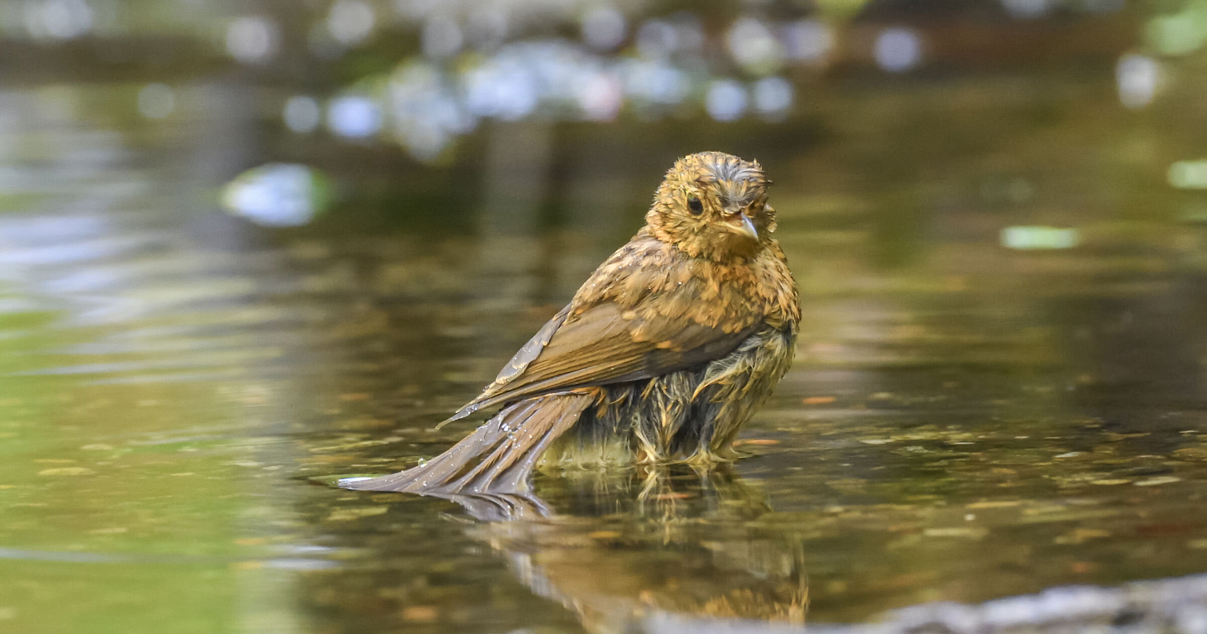 redstart female at the bathroom