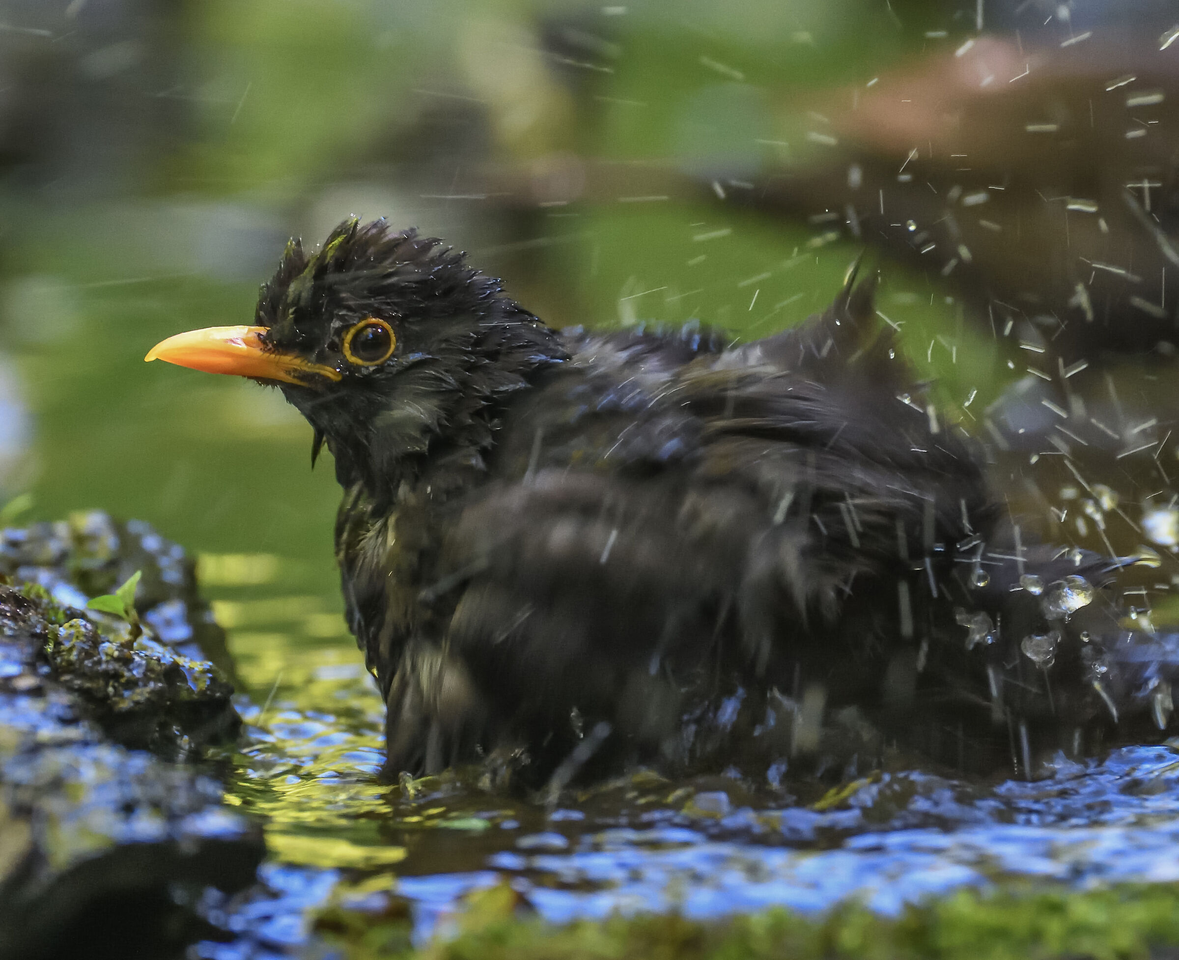 blackbird in the bathroom