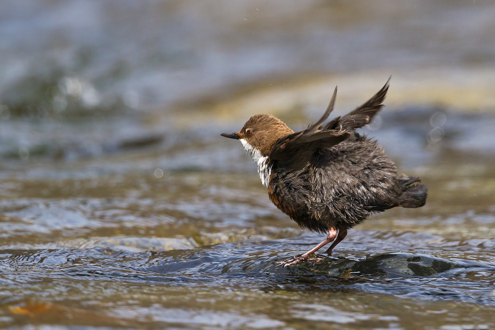 Dipper