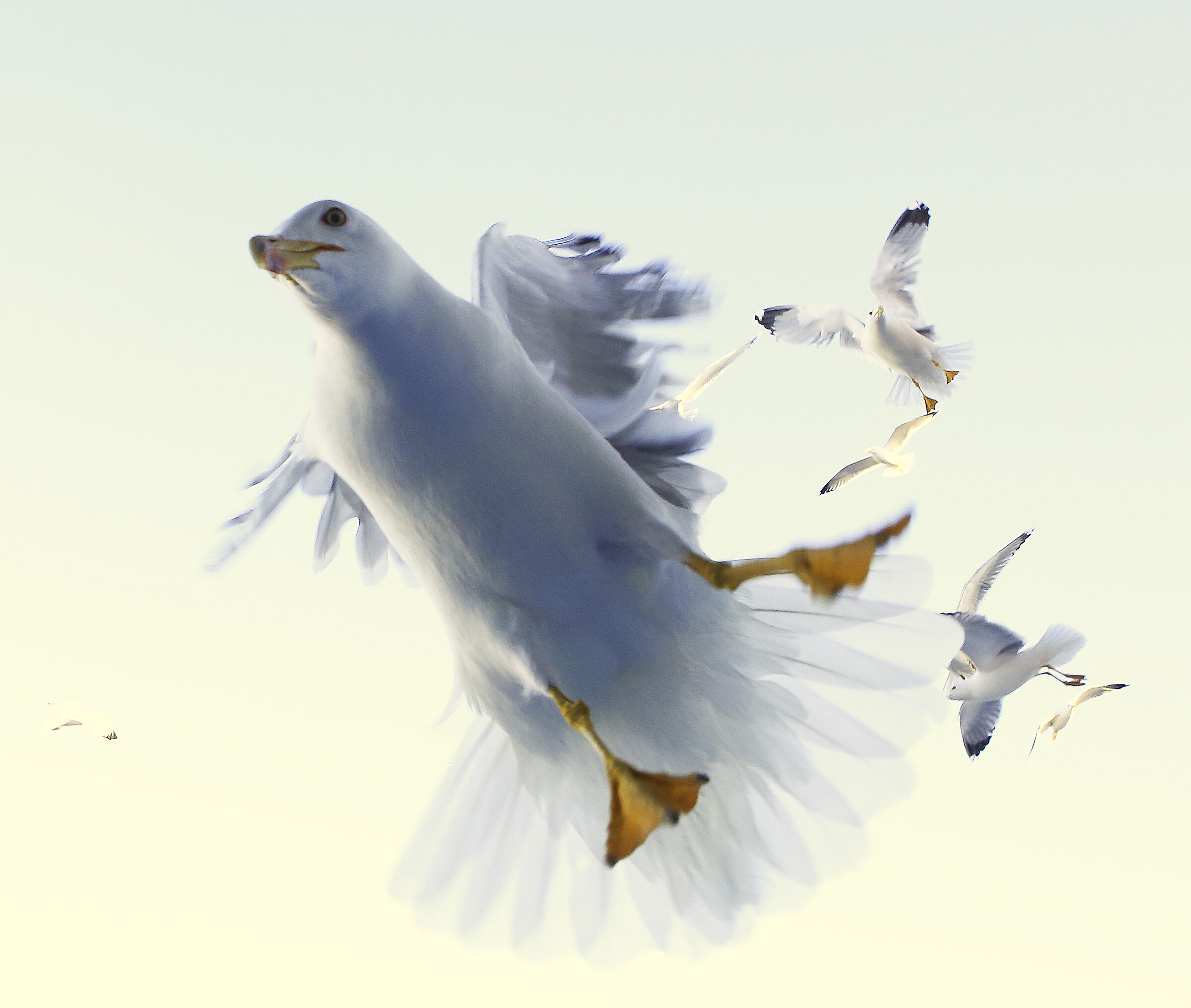 gabbiano con il  24mm