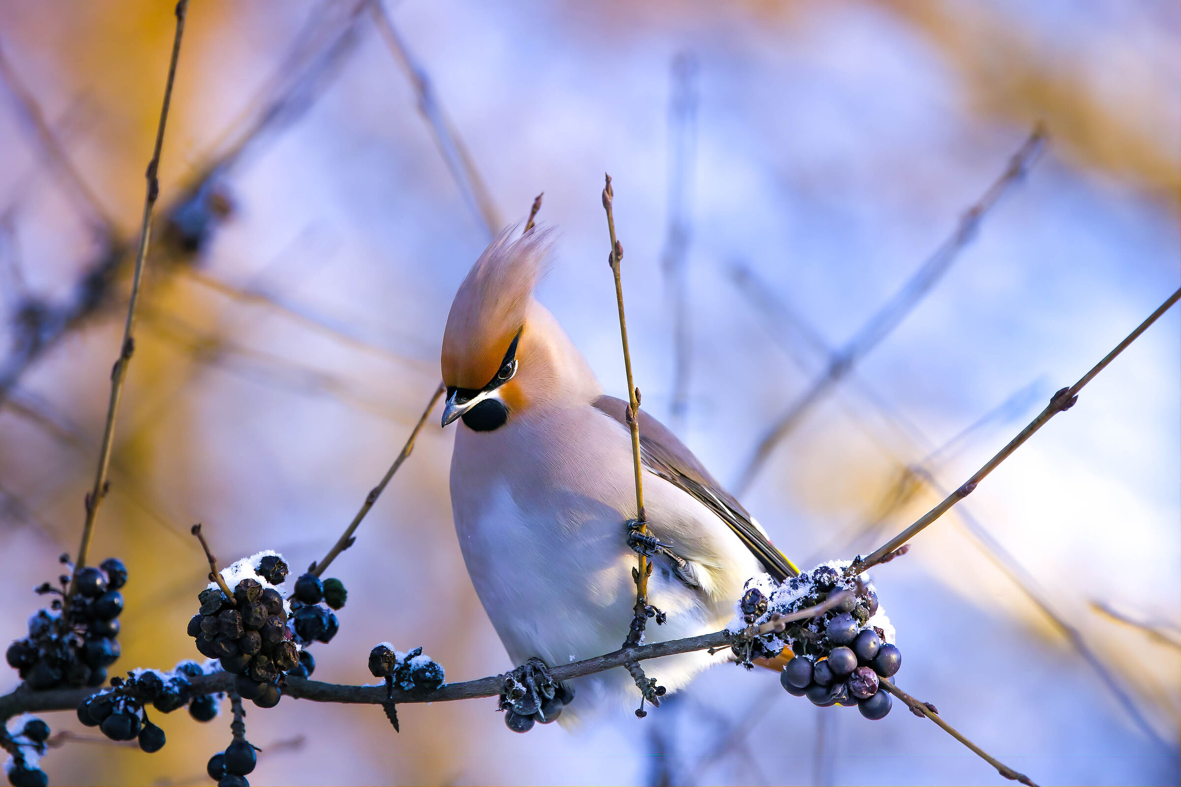 Capigliatura di primo mattino del Beccofruscone.