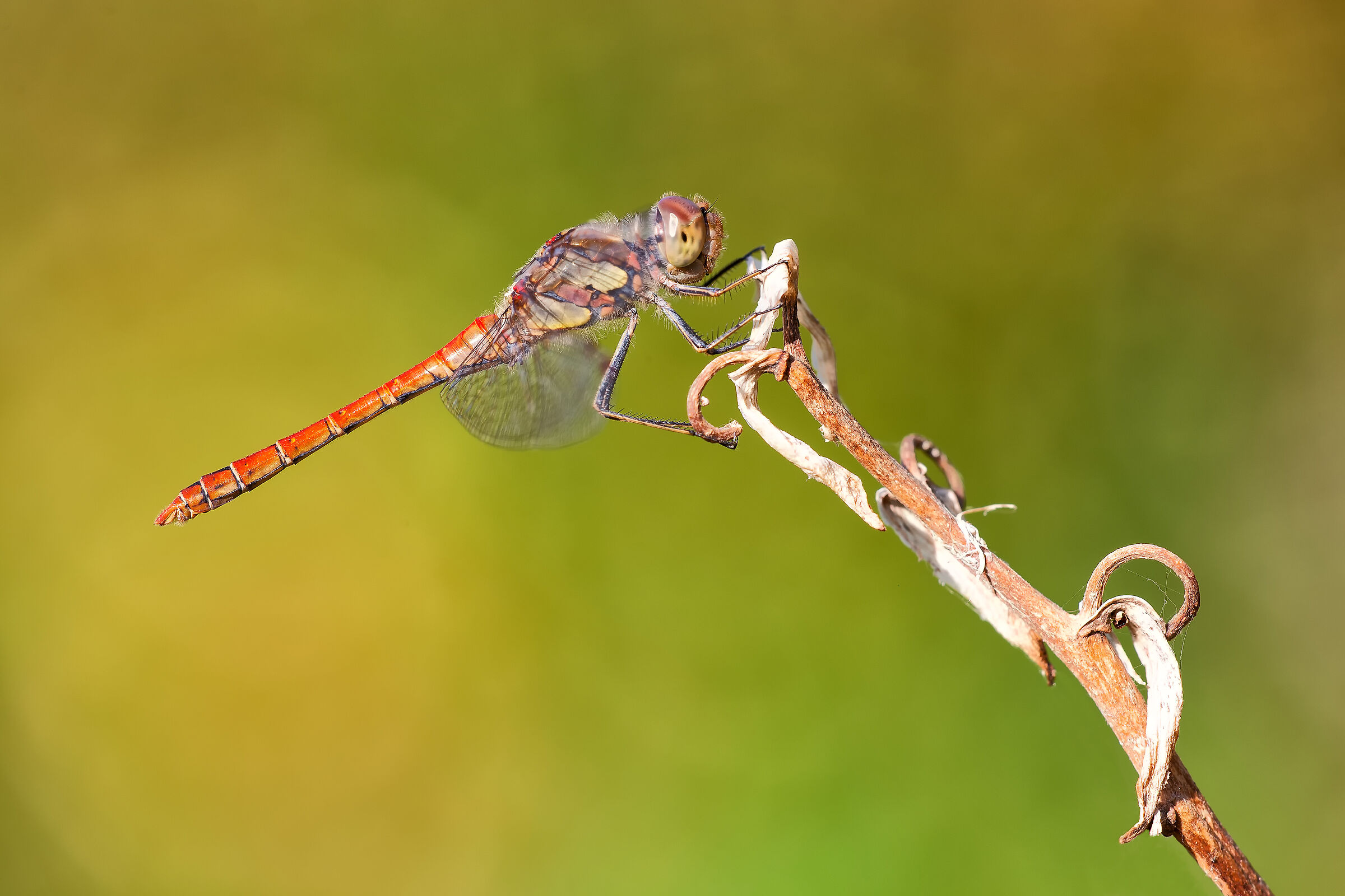 Sympetrum striolatum