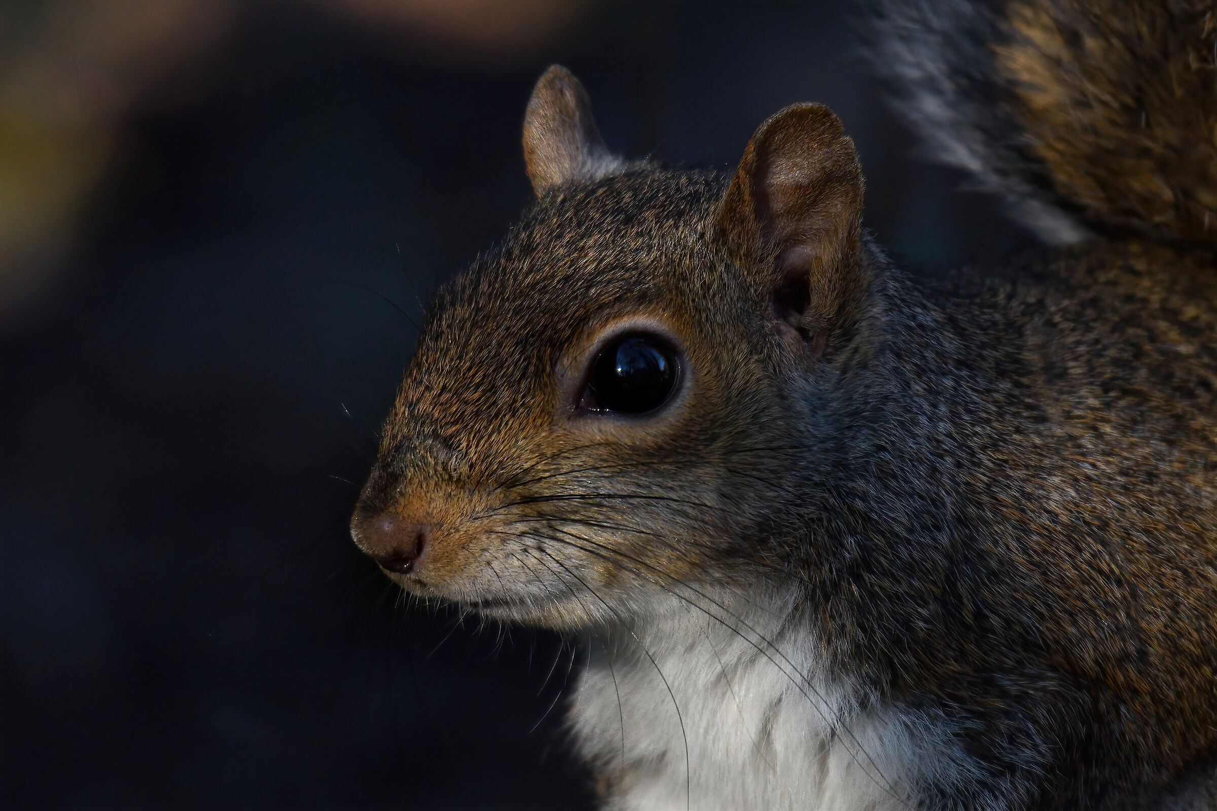 Metropolitan squirrel