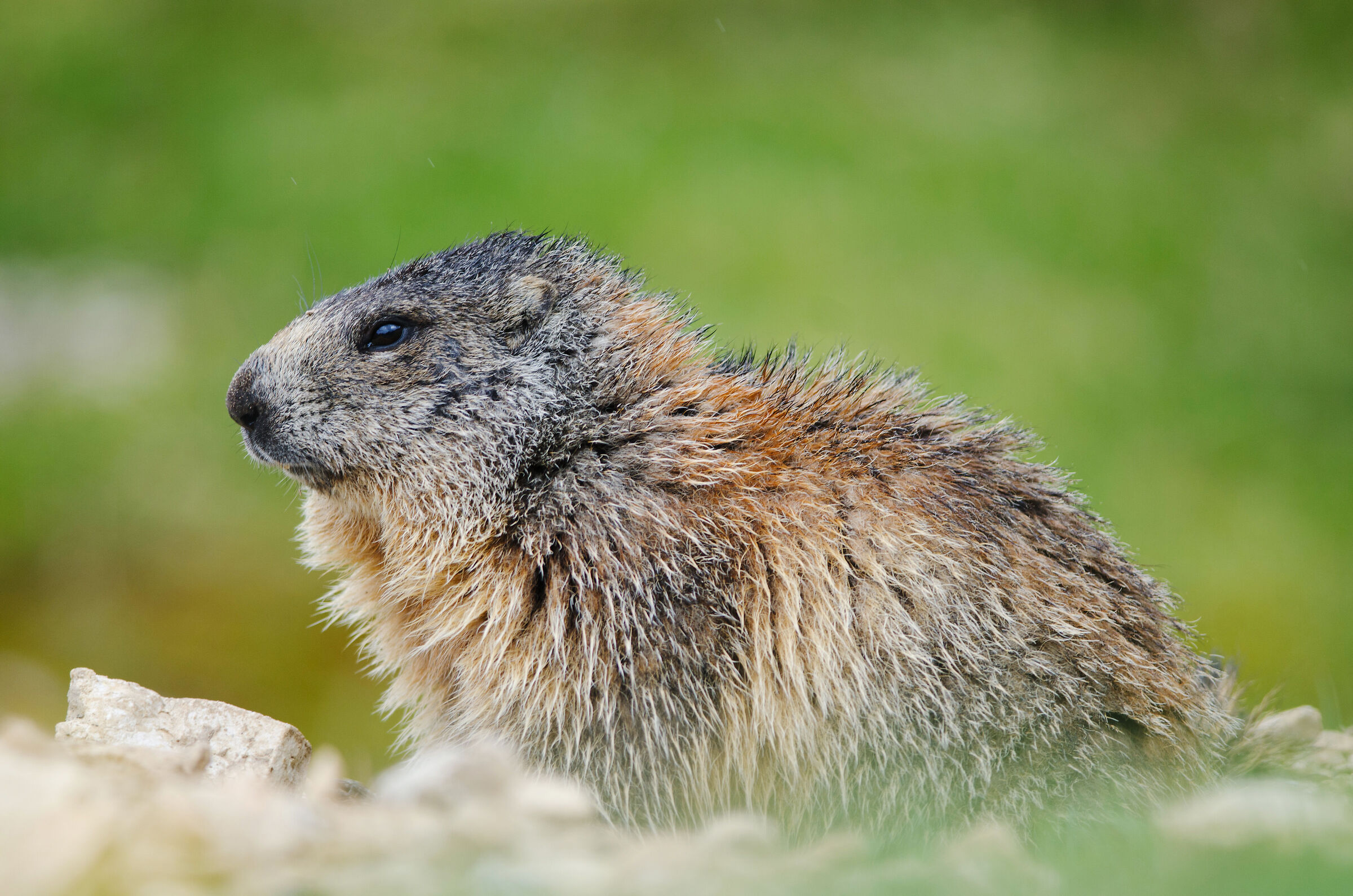 Marmotta dolomitica