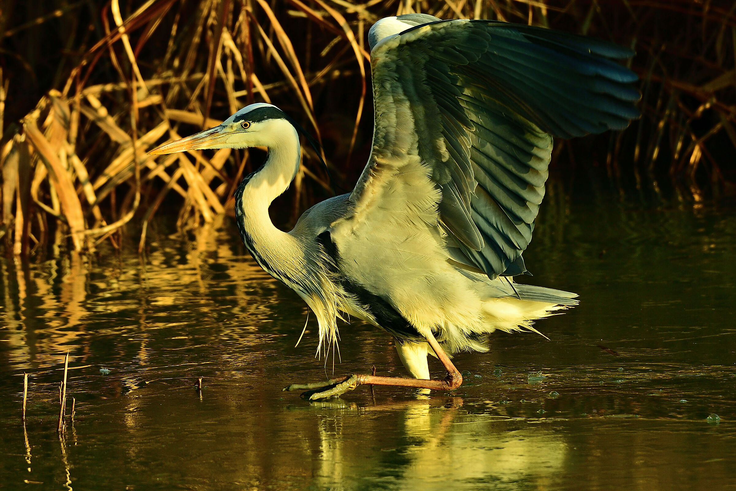 Grey heron