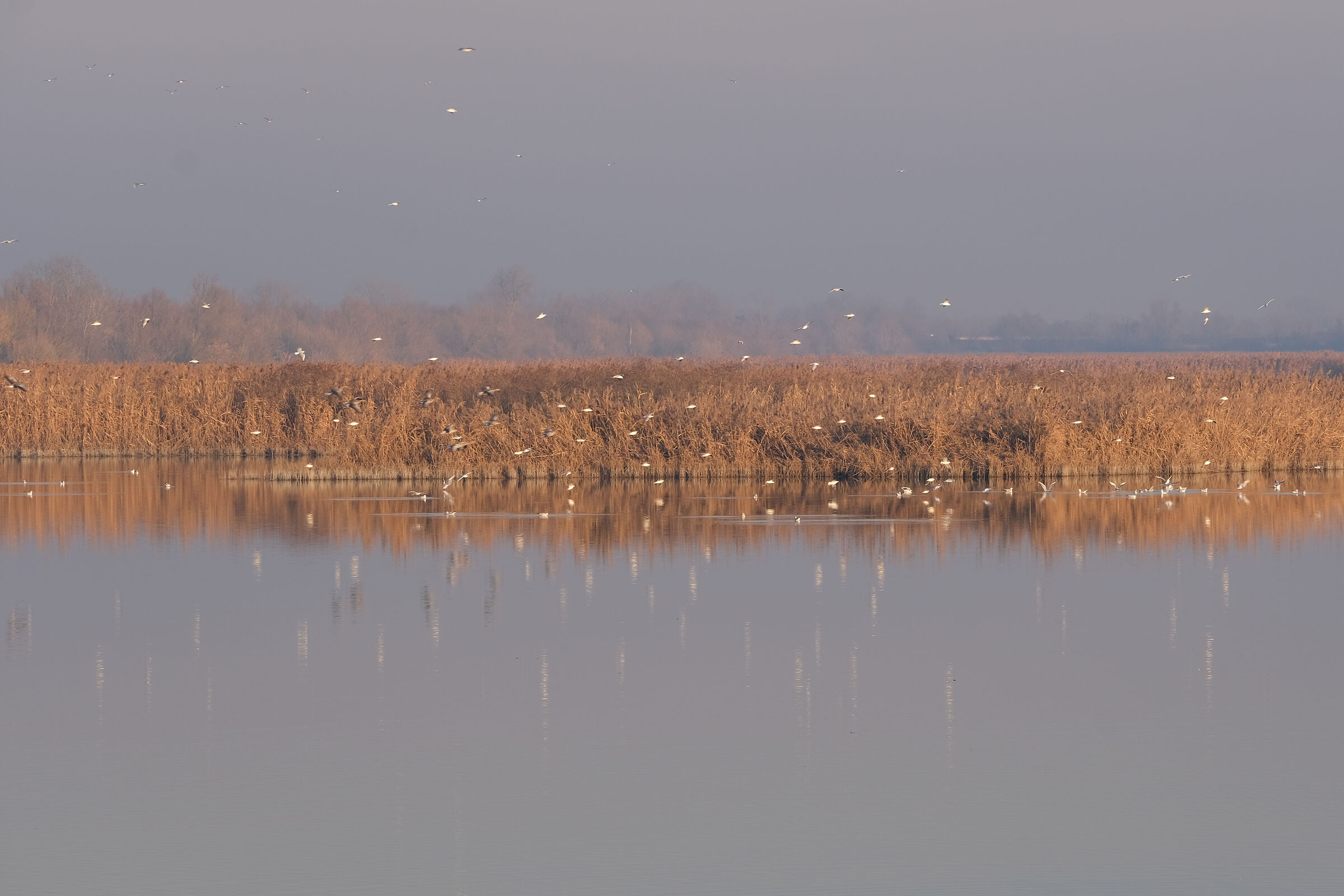 nelle valli di Campotto