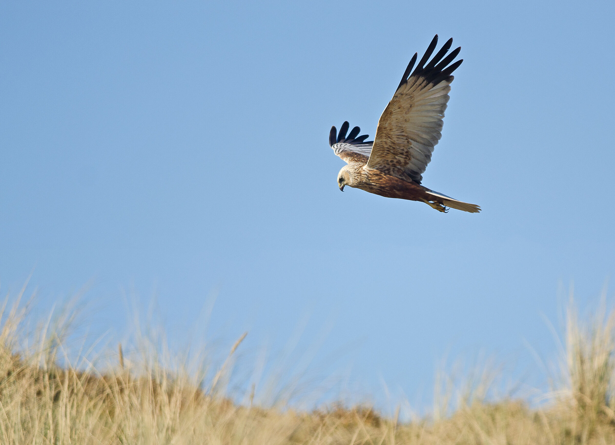 Falco palude