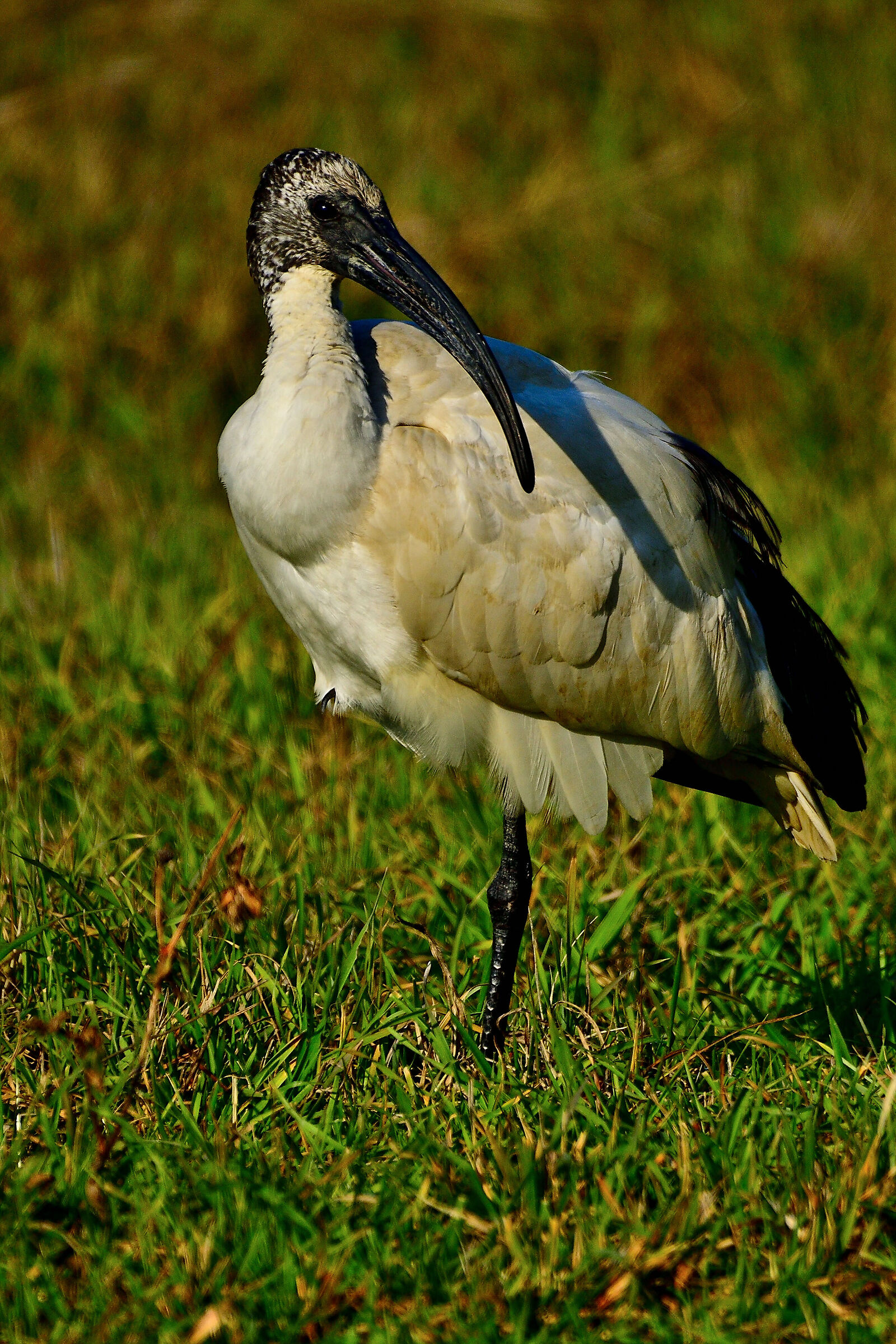 Sacred ibis