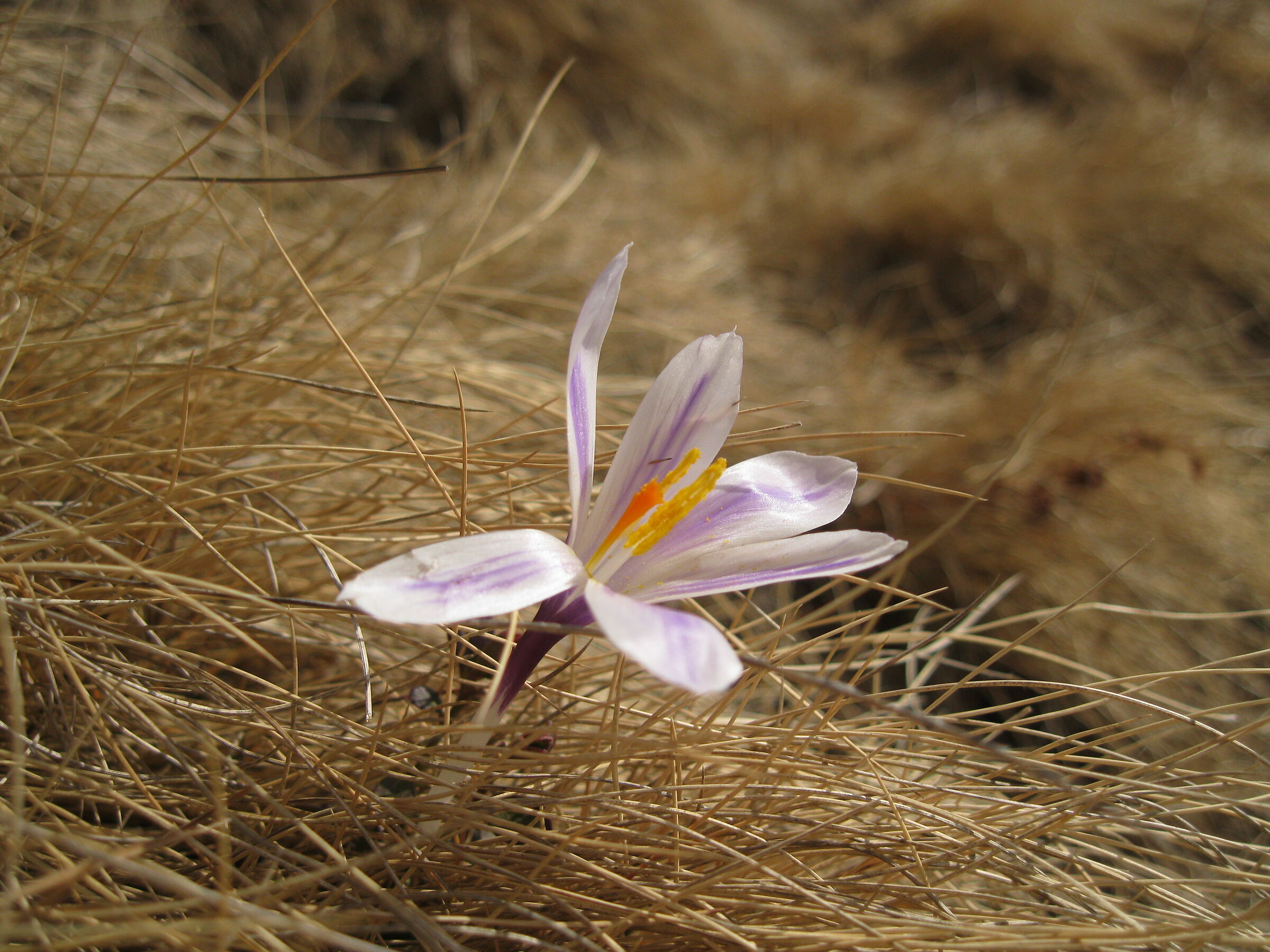 Crocus