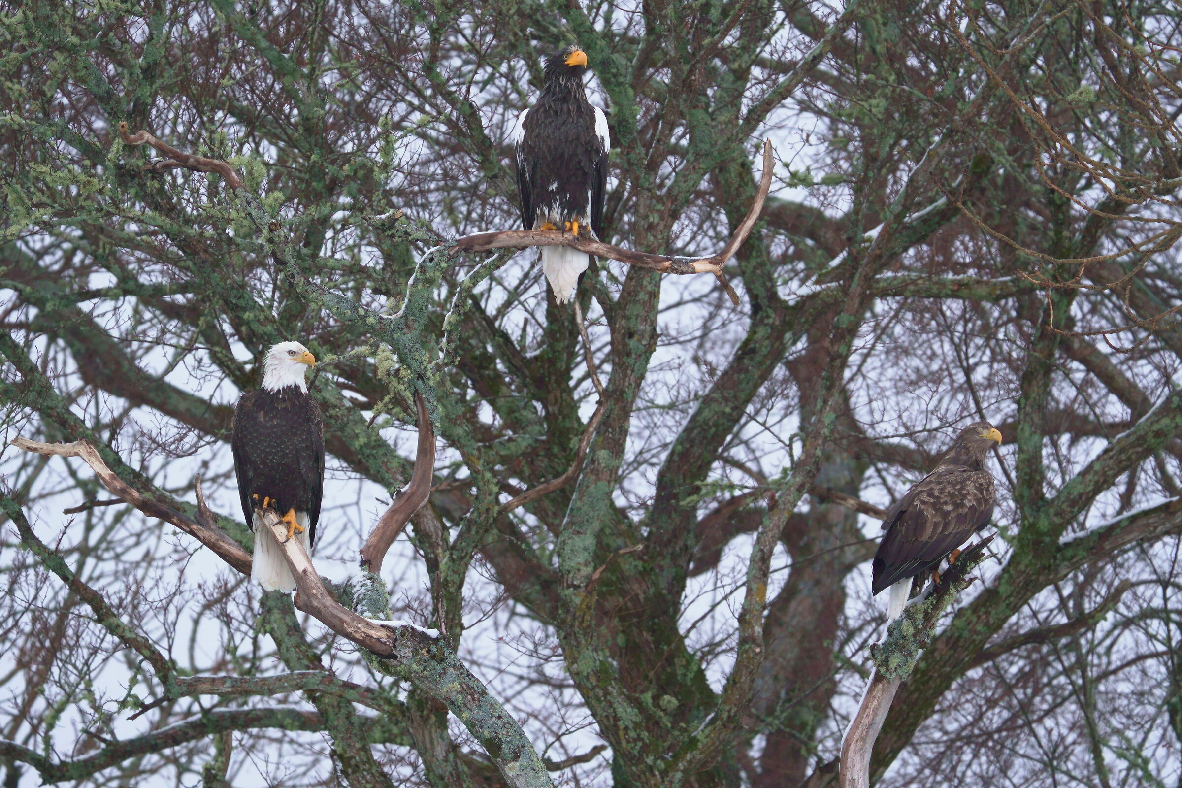 3sea eagle
