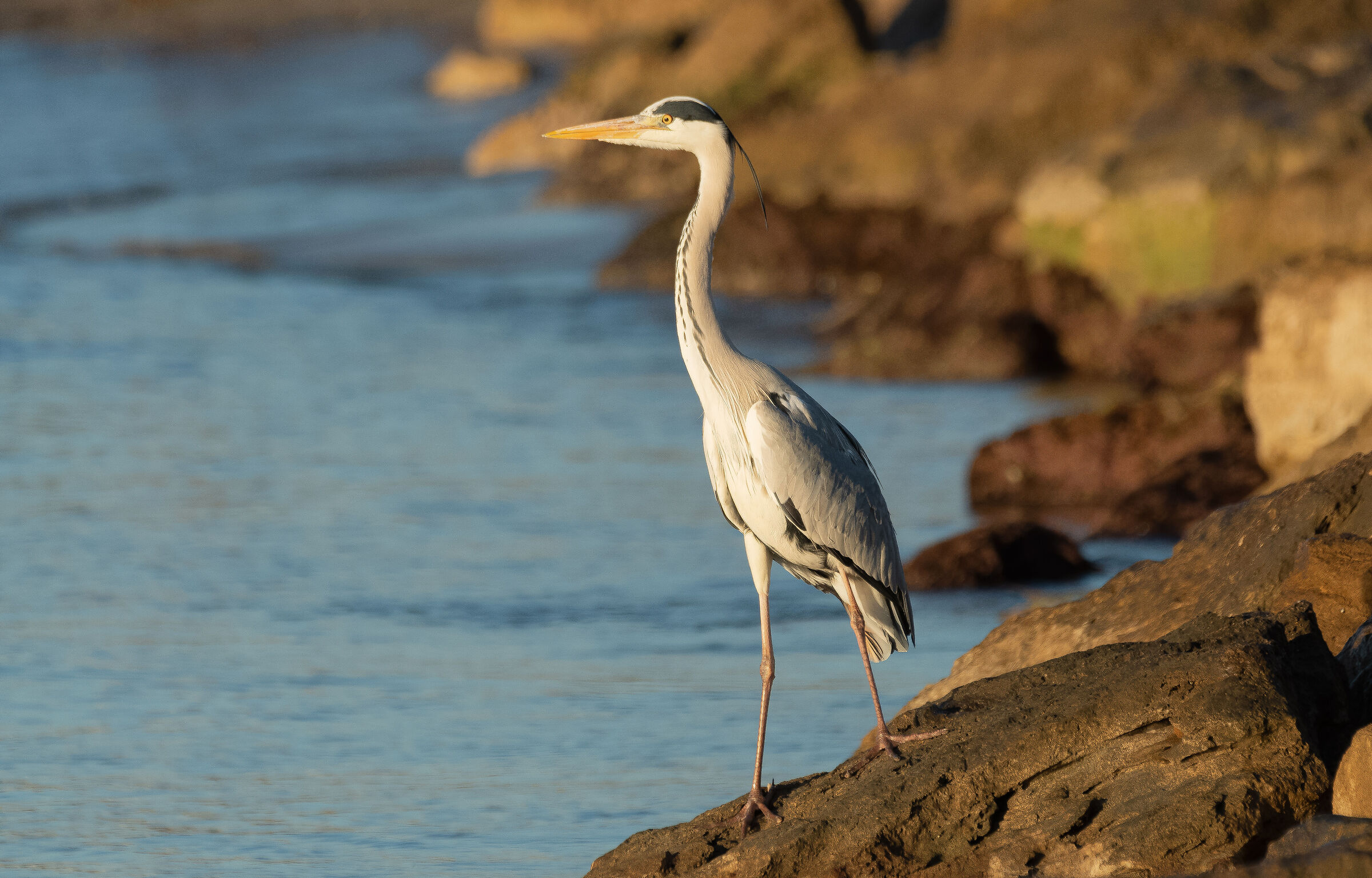 At the first morning sun.. Grey heron