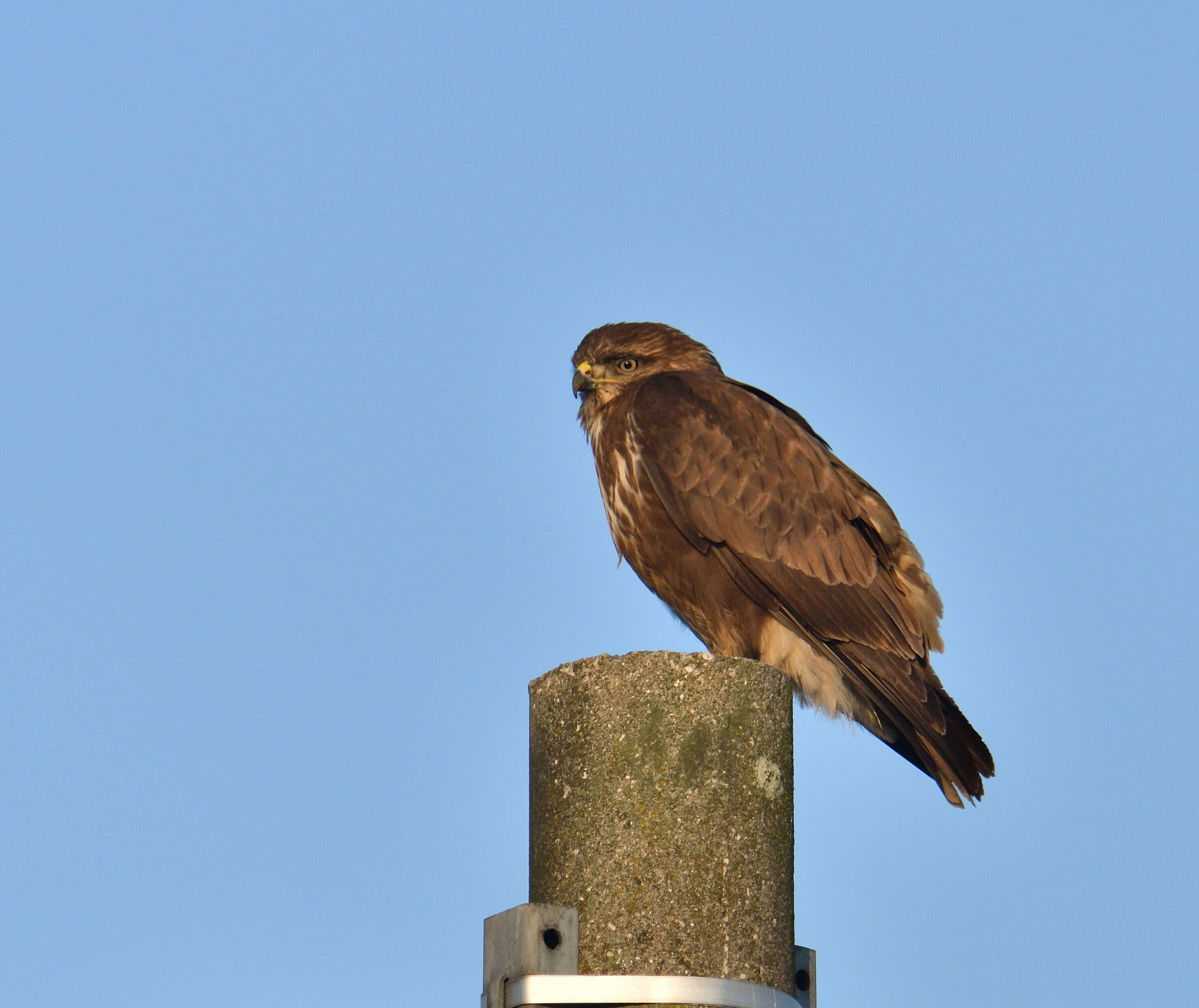 Poiana!...finalmente...