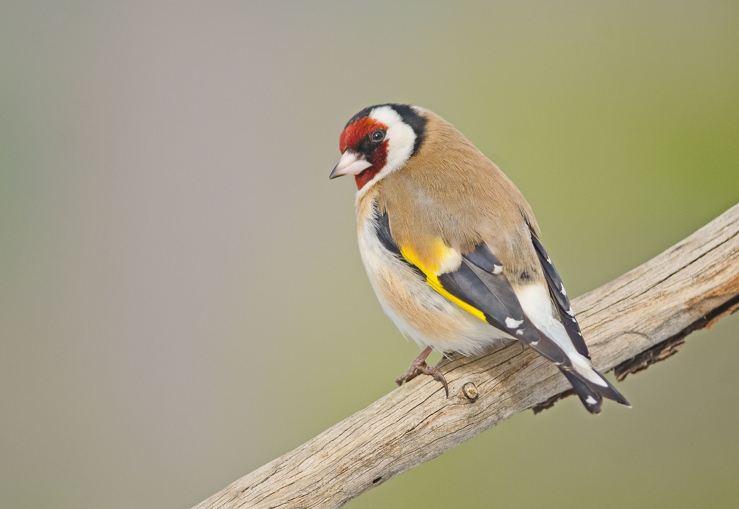 Cardellino
