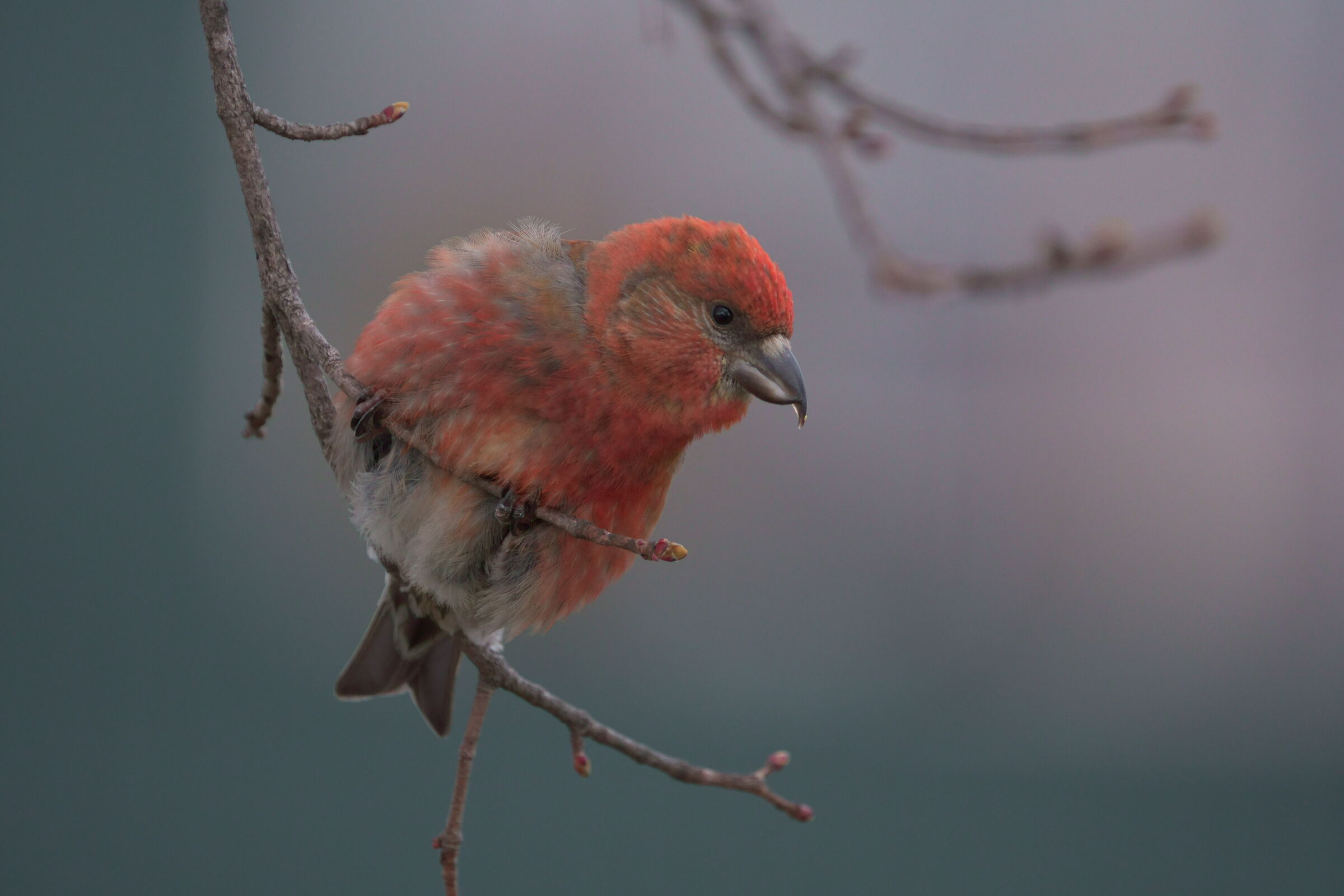 Crossbill