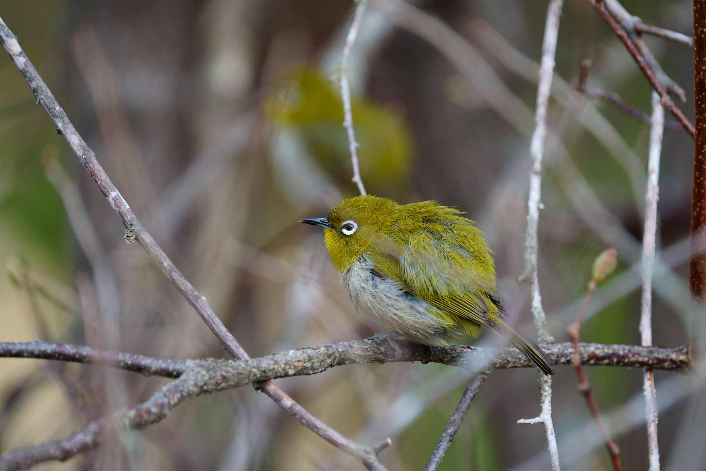 White-eye