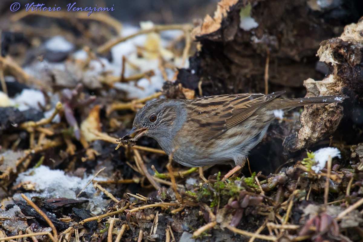 passera scopaiola al fresco..