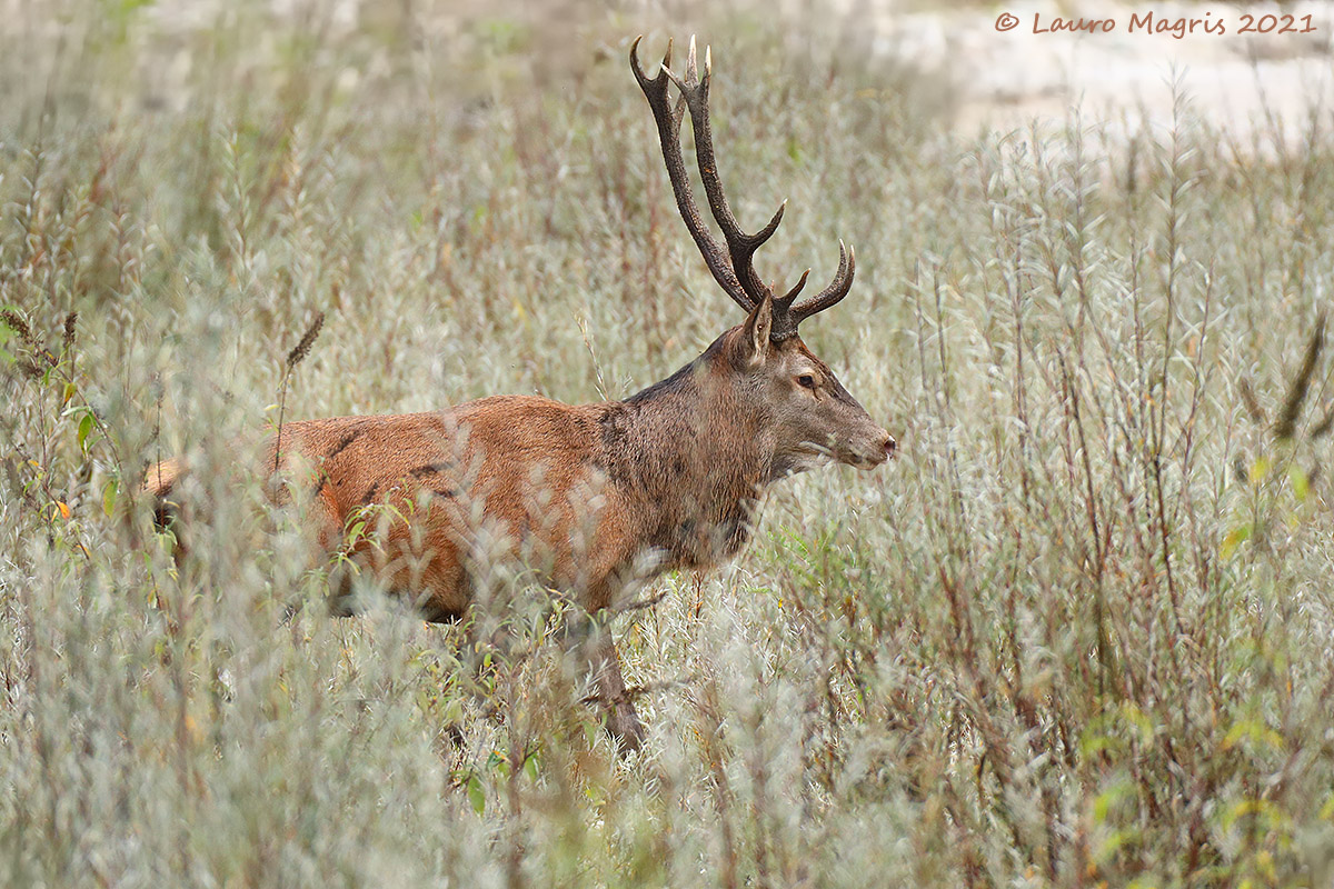Silenzioso passaggio