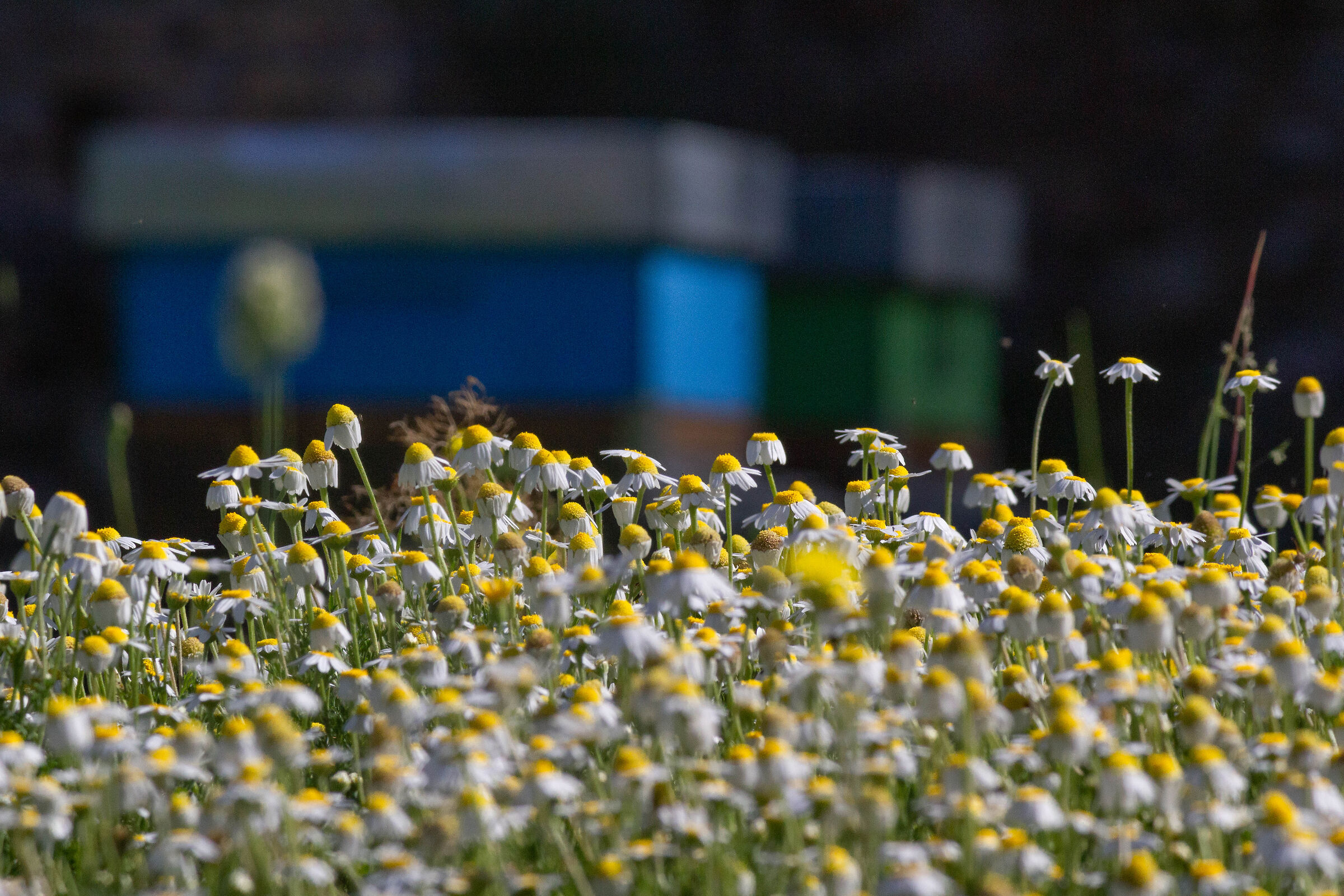 Il miele del Palatino