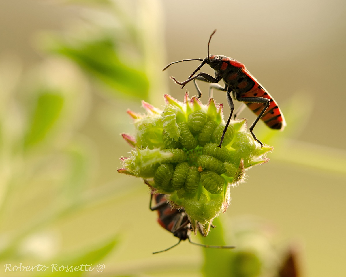 Balliamo sul mondo...