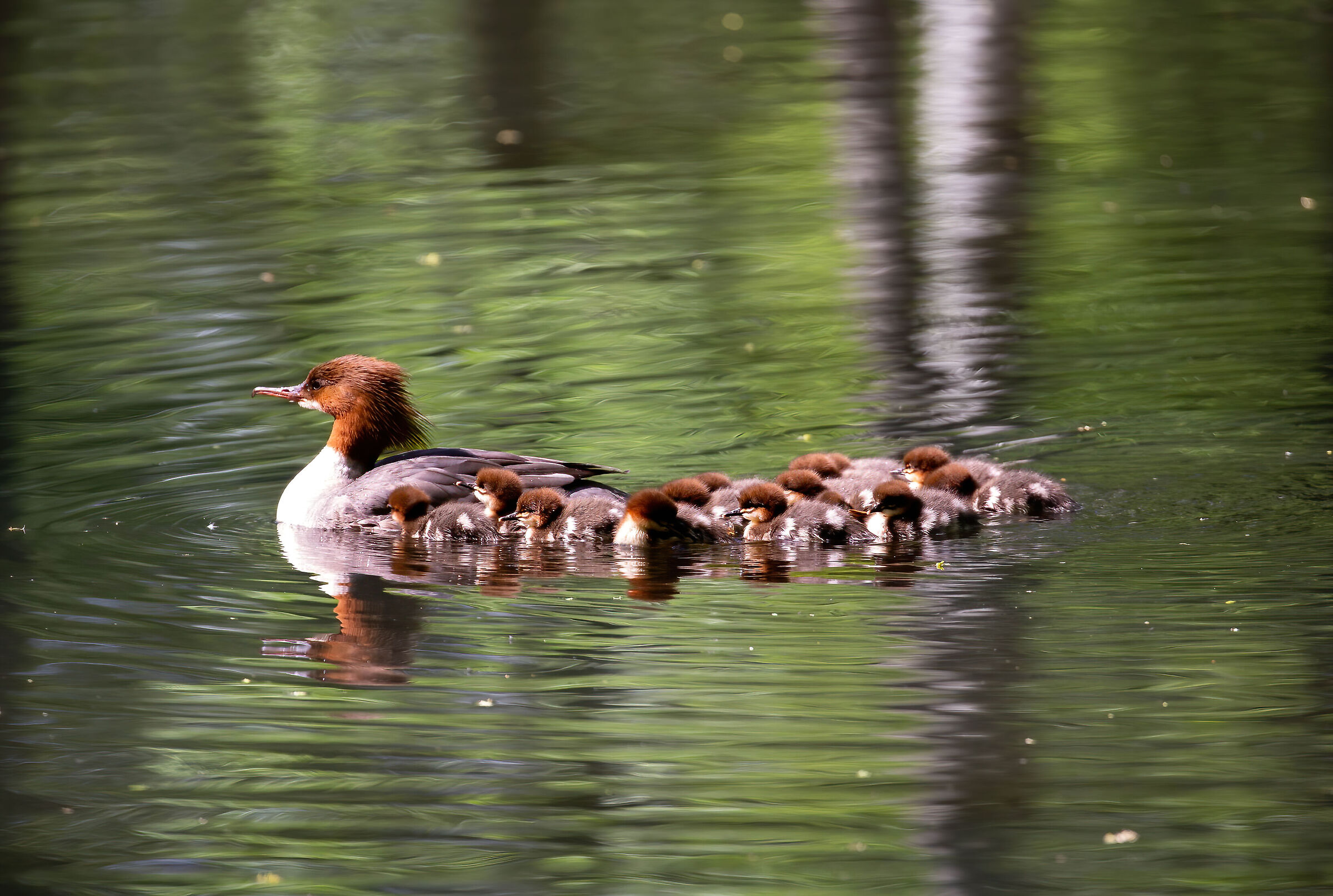 A spasso con mamma (Smergo maggiore - Mergus merganser)