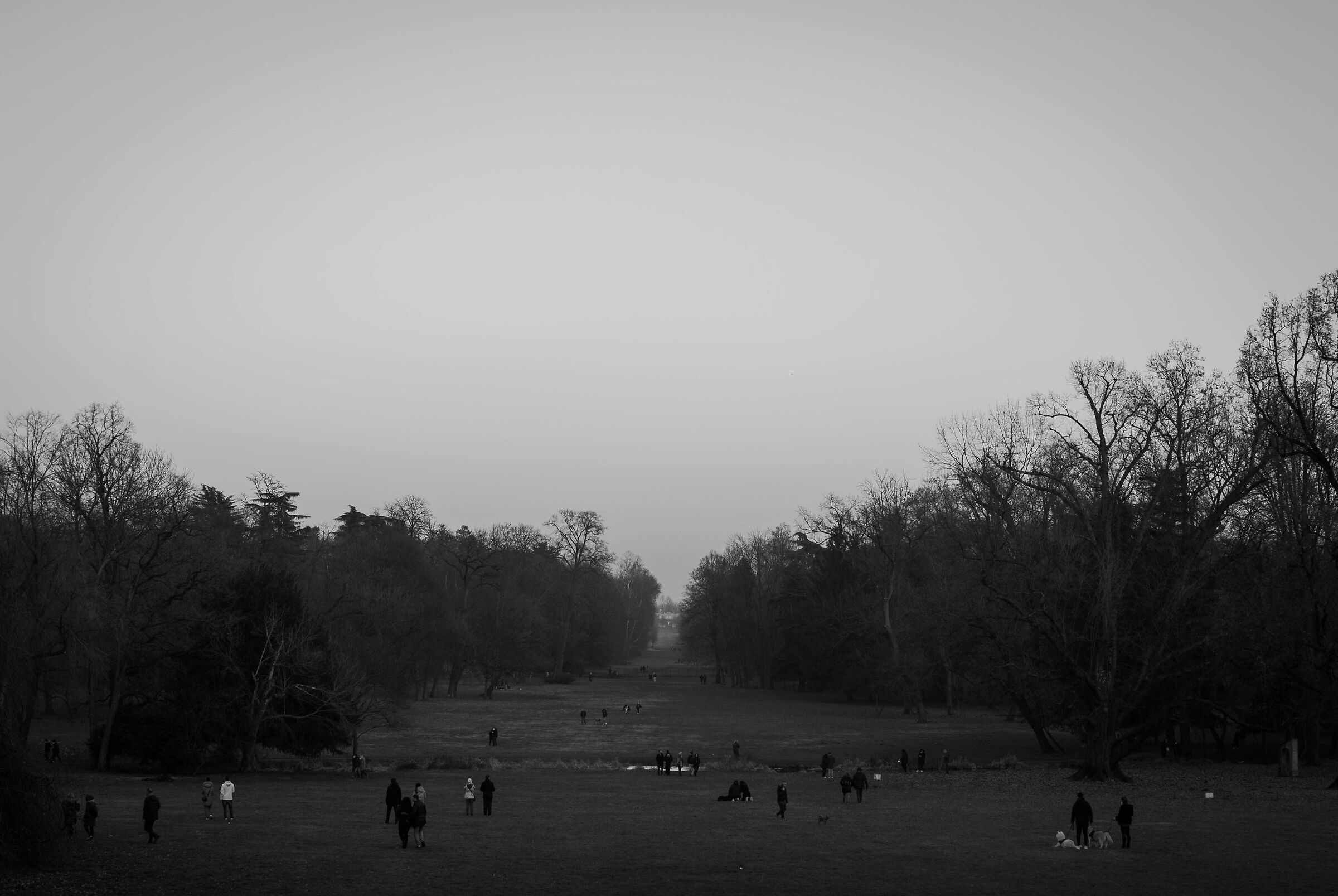 vista reale