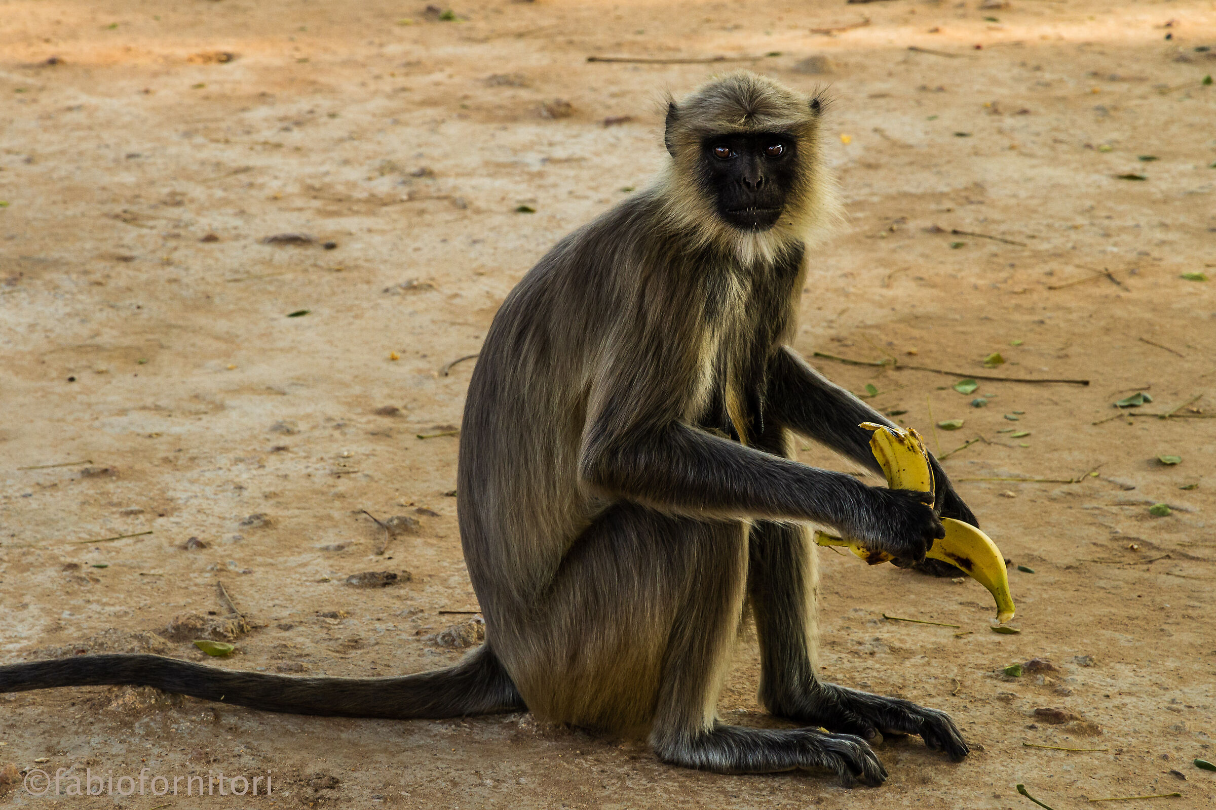 Hampi 11, India 2013