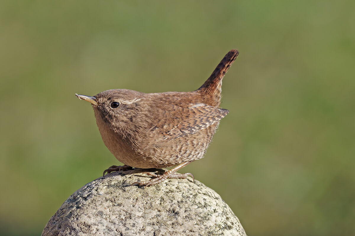 scricciolo dal mio giardino
