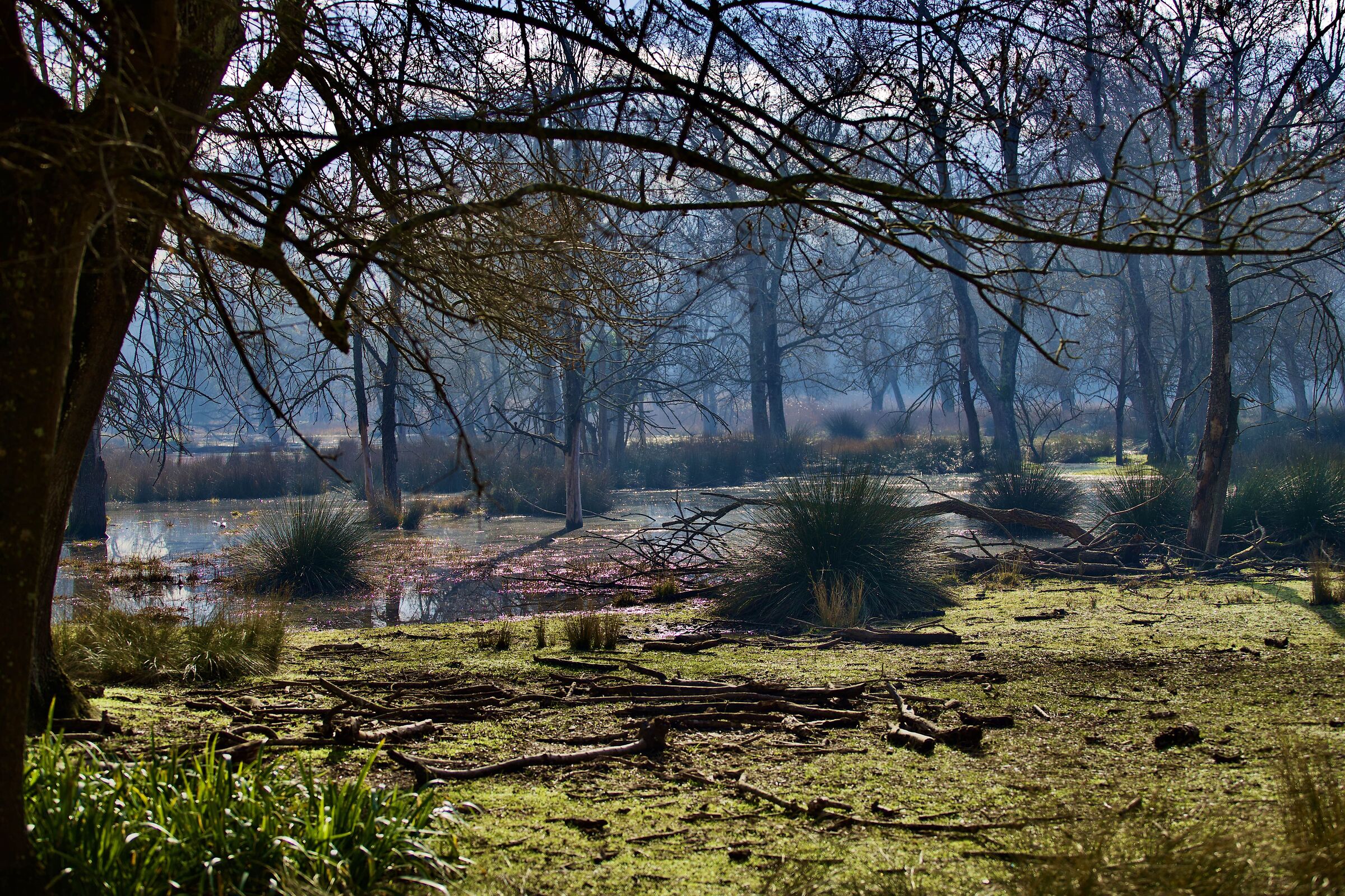 Magical forest!!!