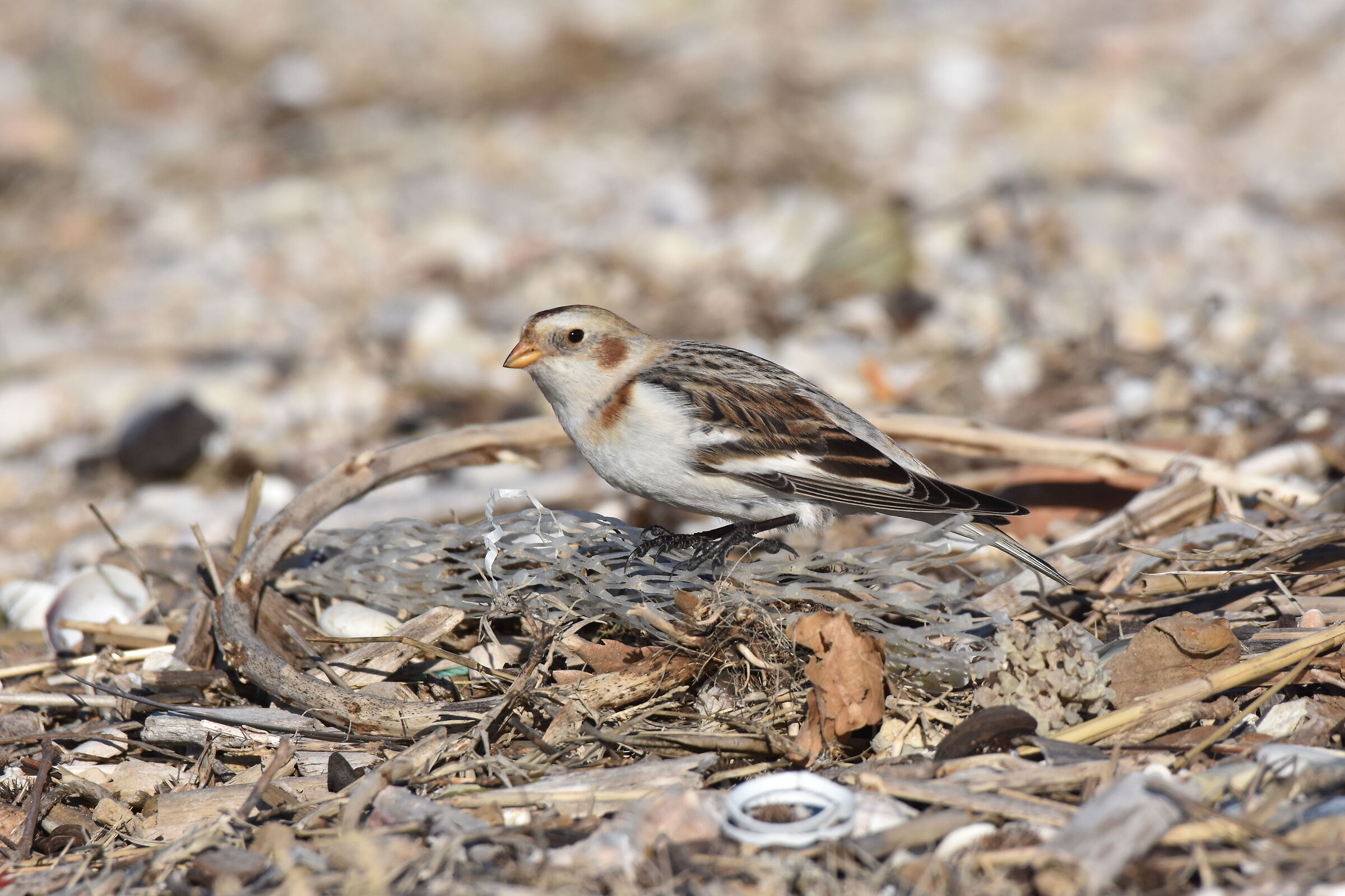 bellezza e tristezza