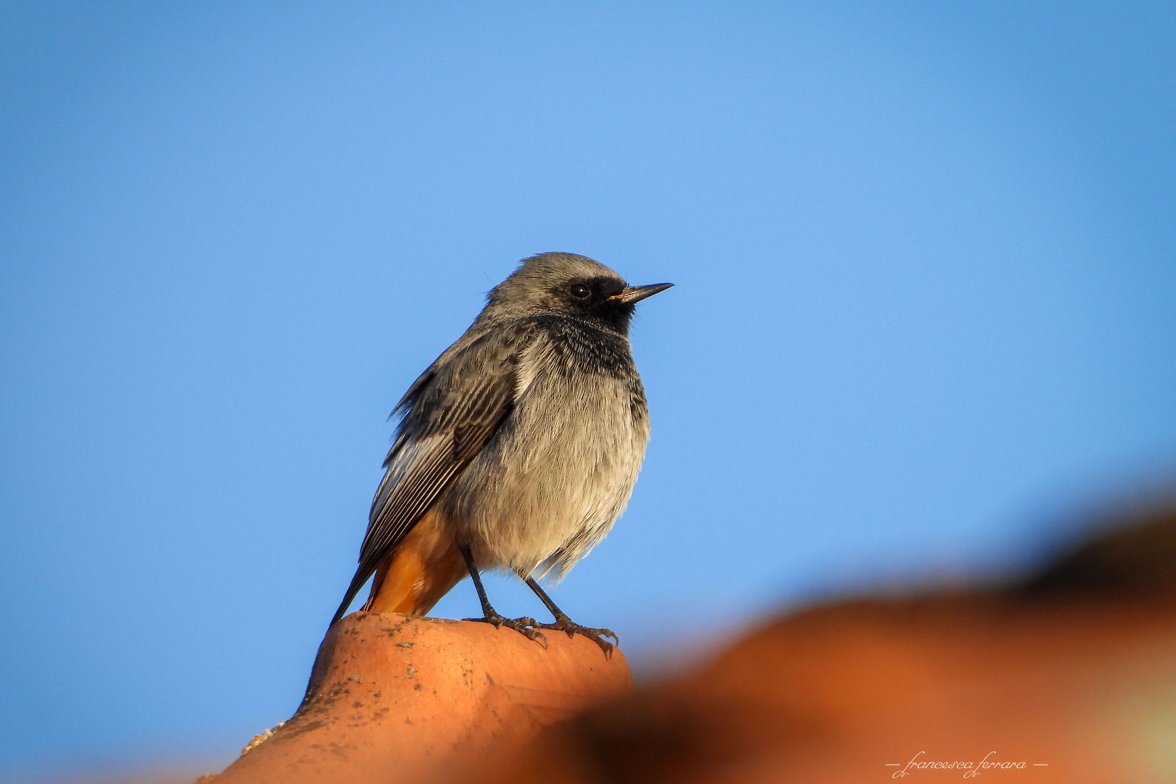 Codirosso spazzacamino (Phoenicurus Ochruros)_5