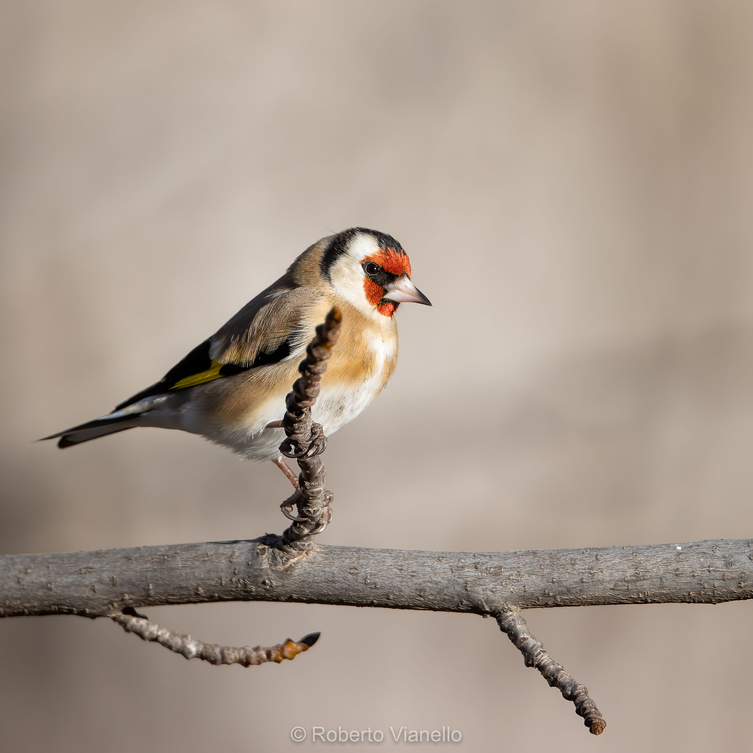 Cardellino (Carduelis carduelis)