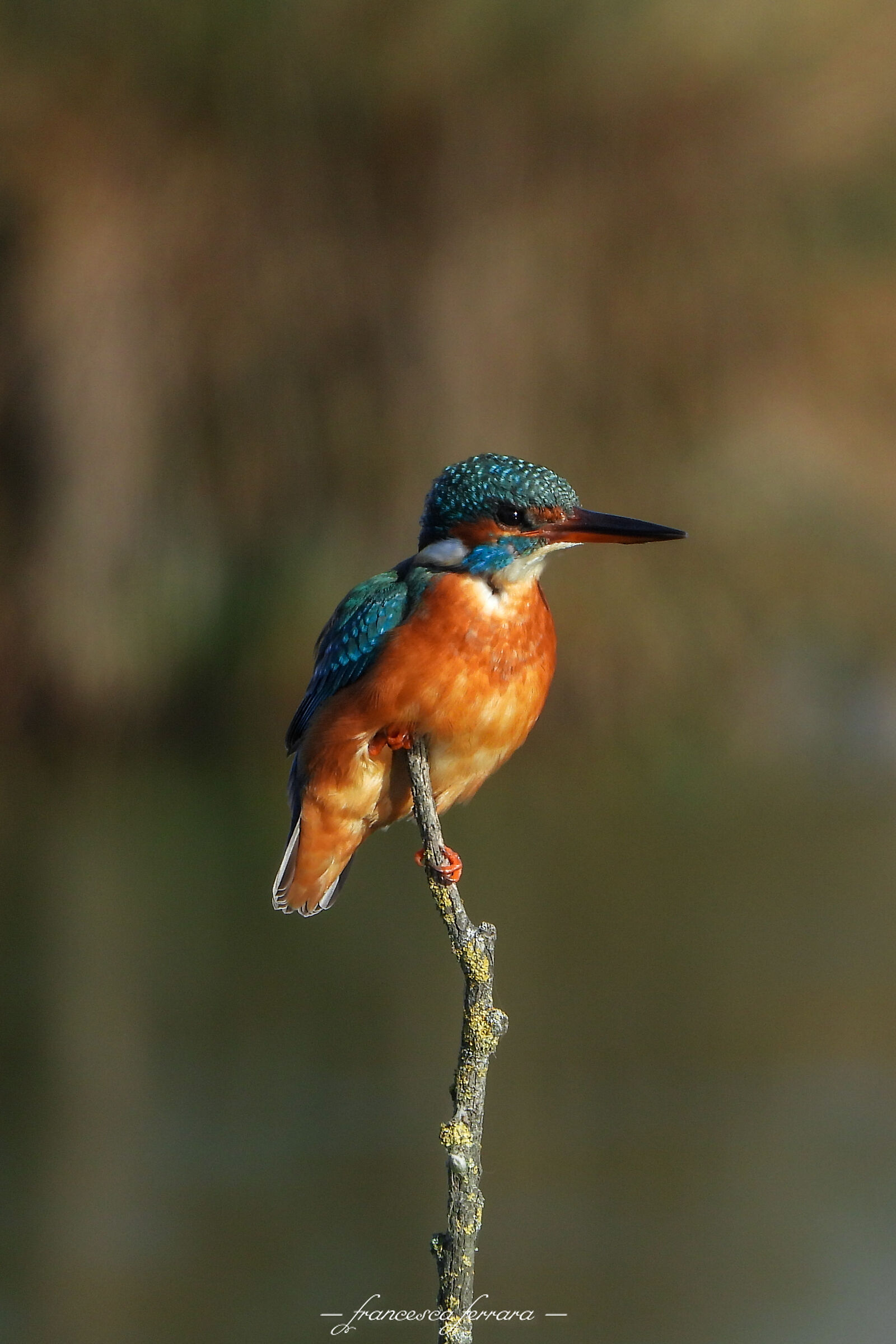 Martin Pescatore (Alcedo Attis)_femmina2