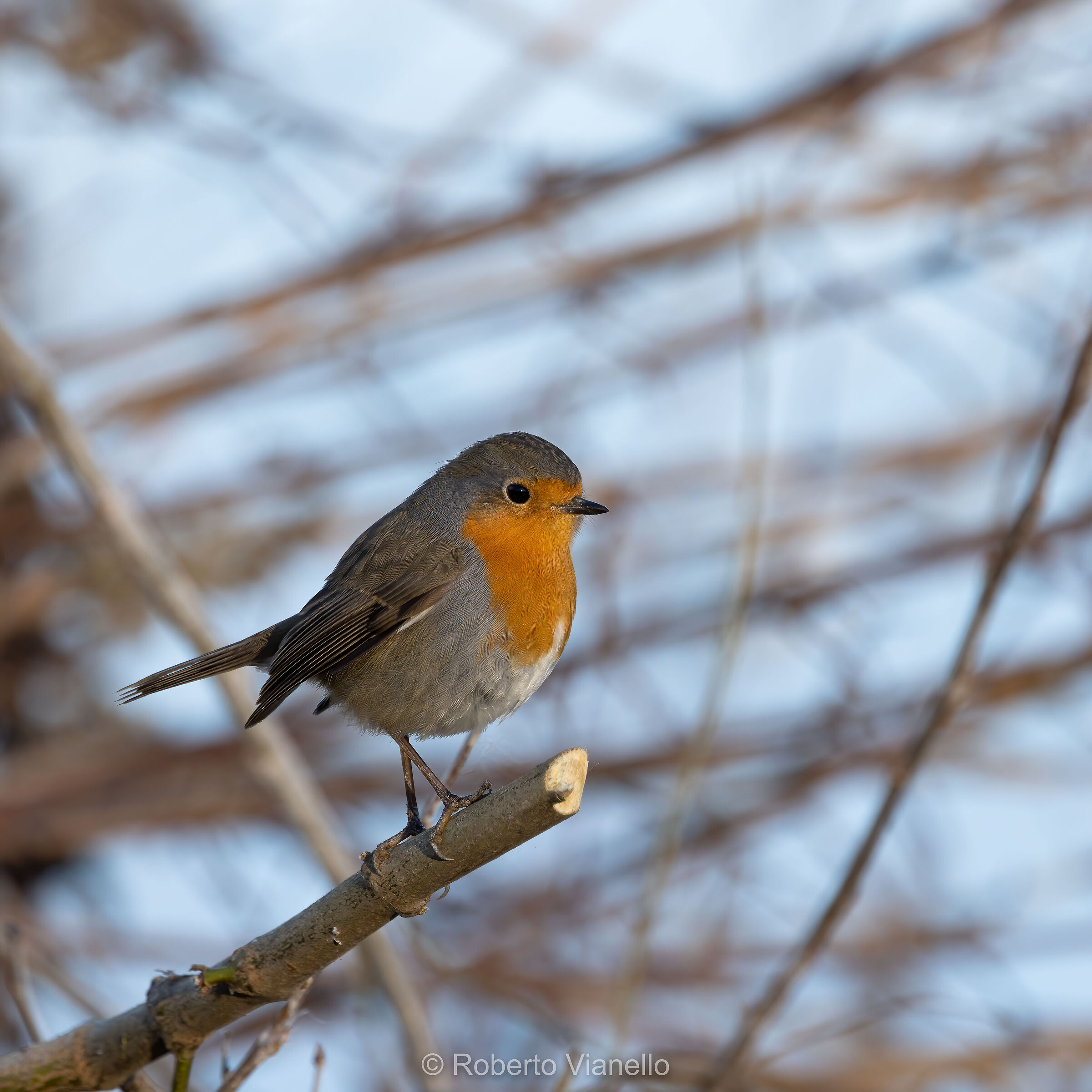 Pettirosso (Erithacus rubecula)