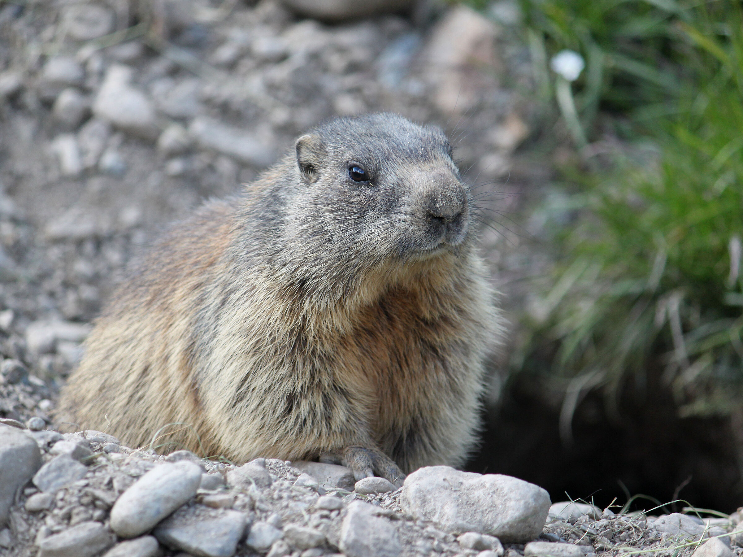 Marmotta