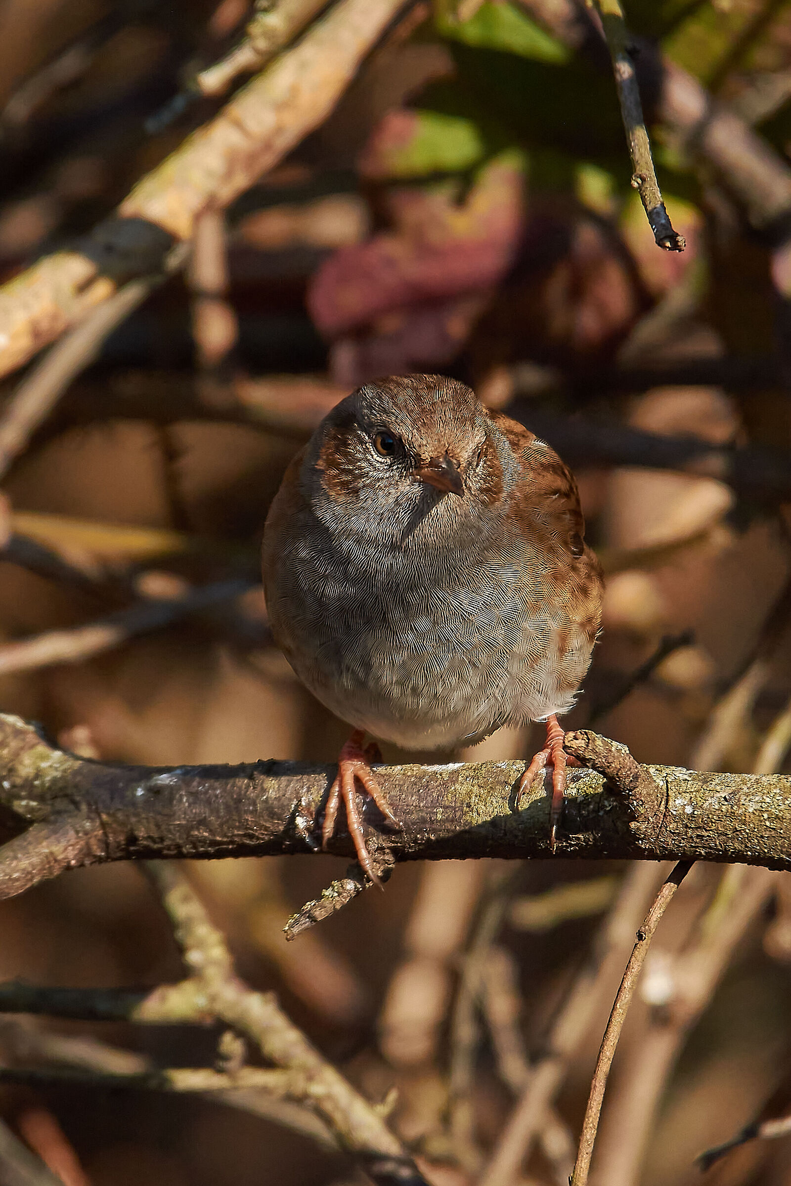 Dunnock