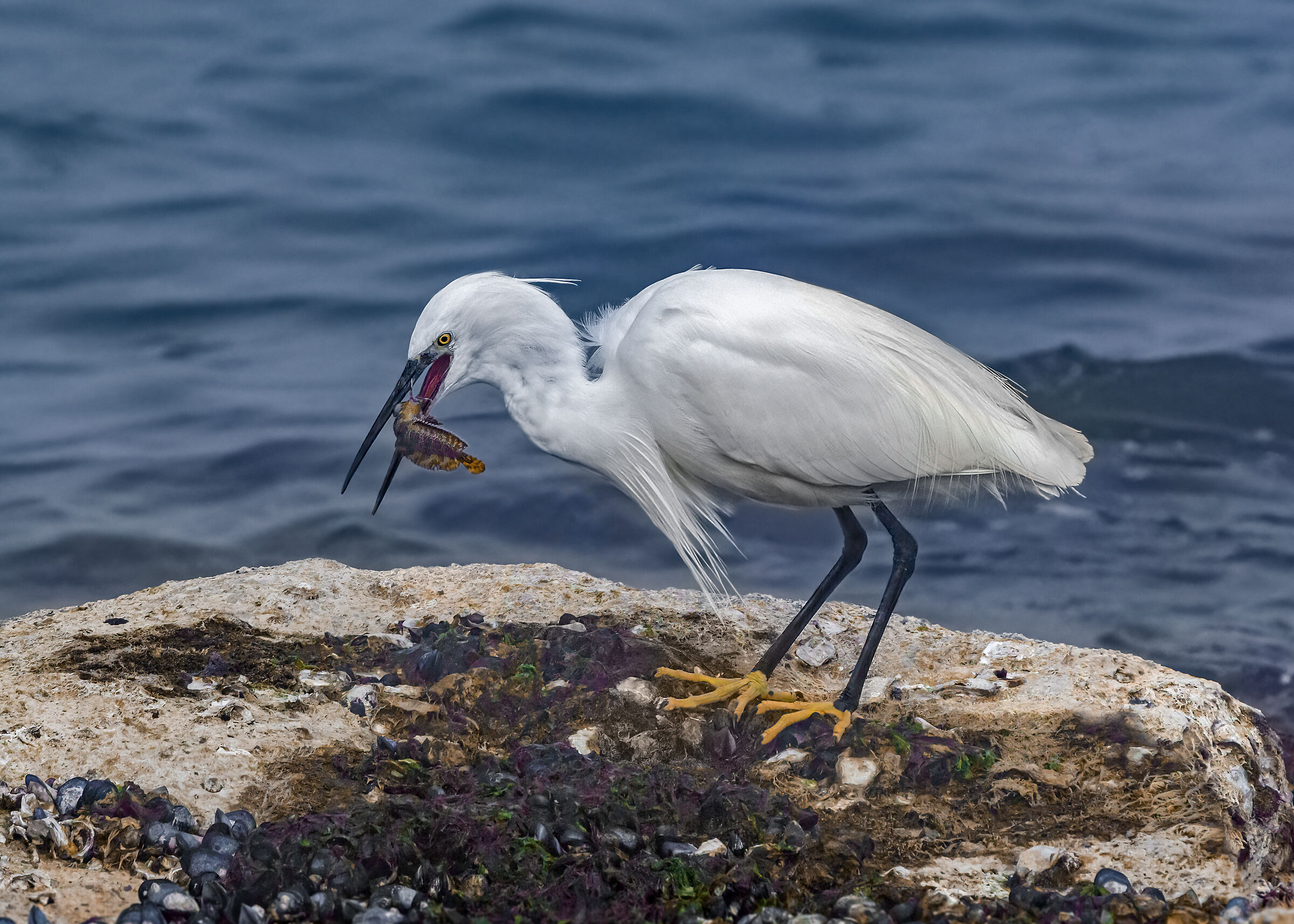Garzetta pescatrice