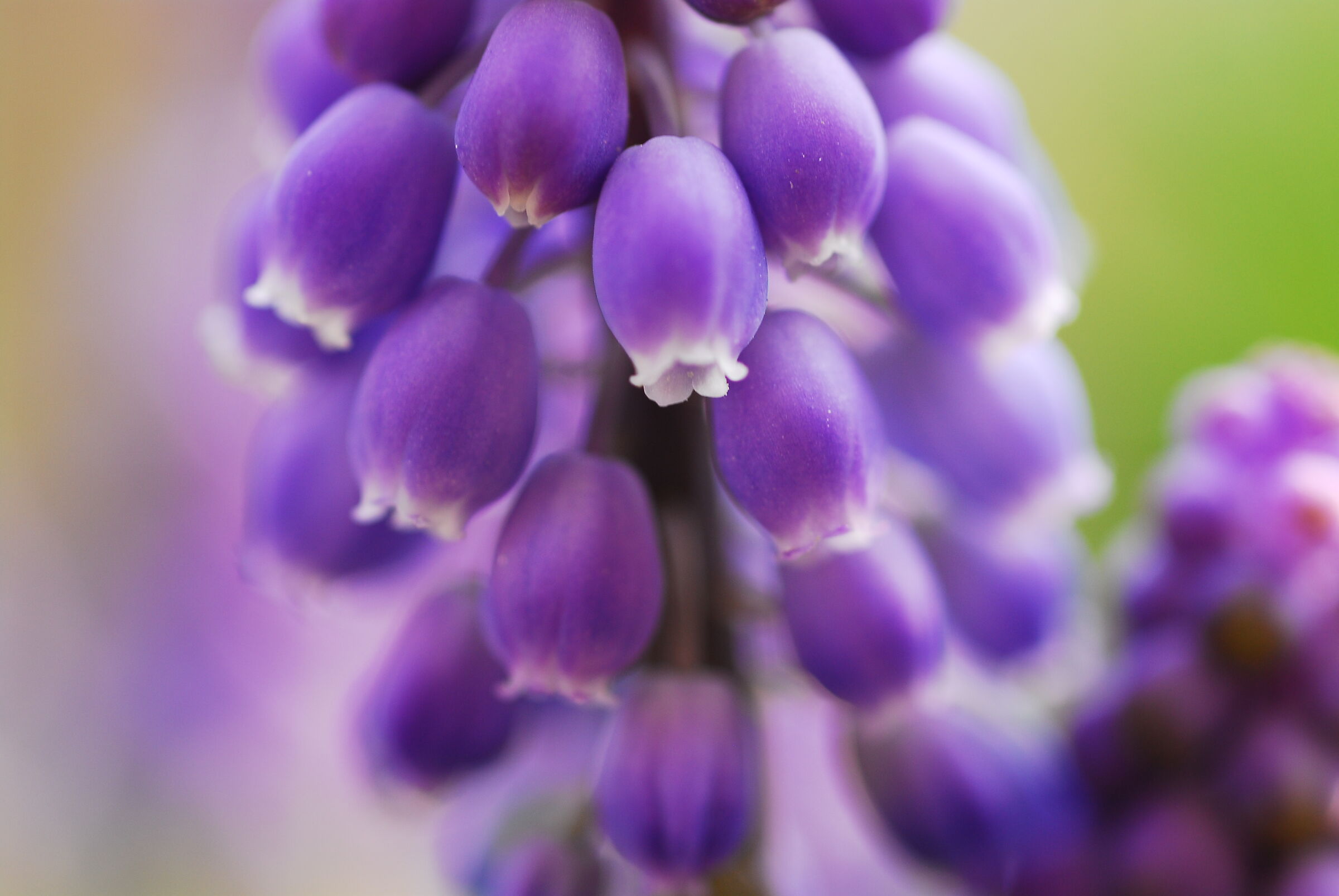 Muscari