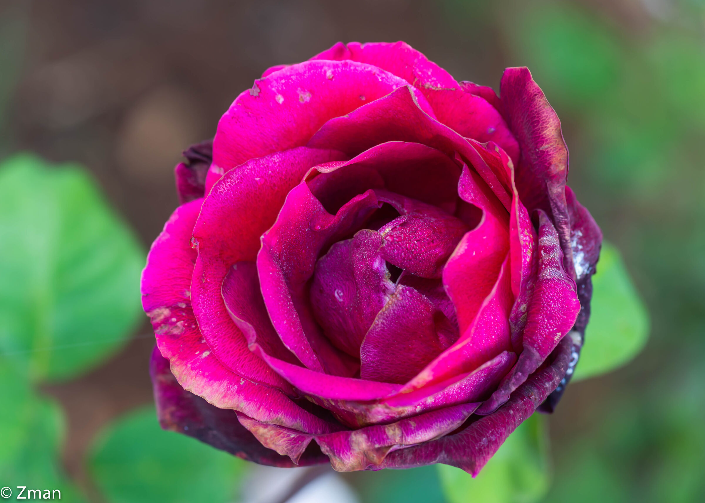 Pink Rose