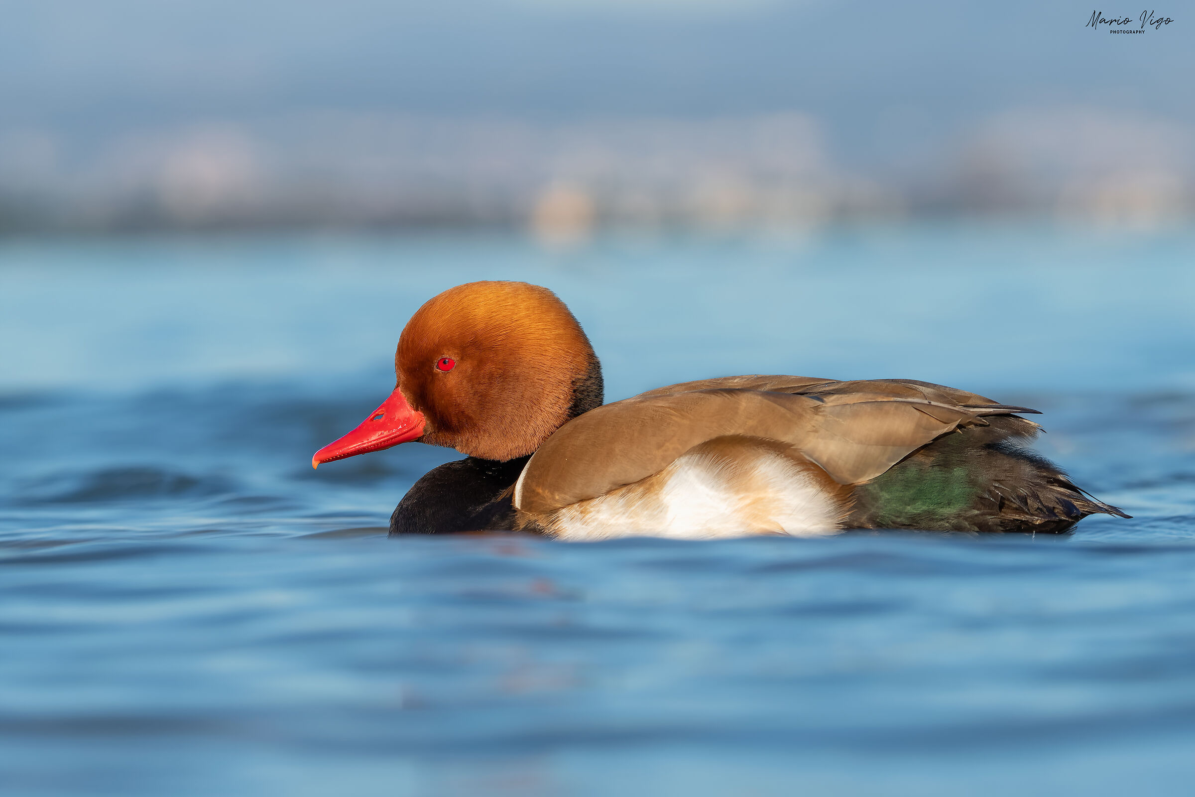 Red-crested pochard
