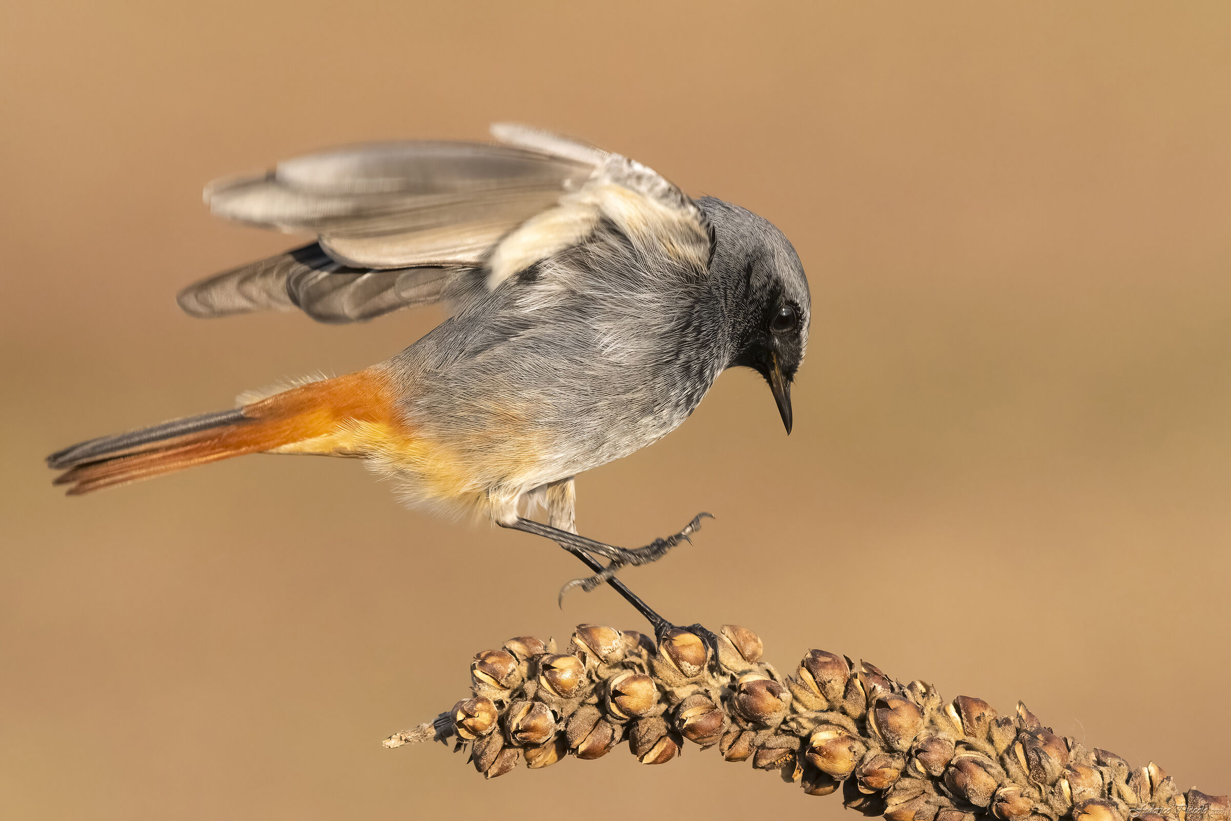 Codirosso spazzacamino