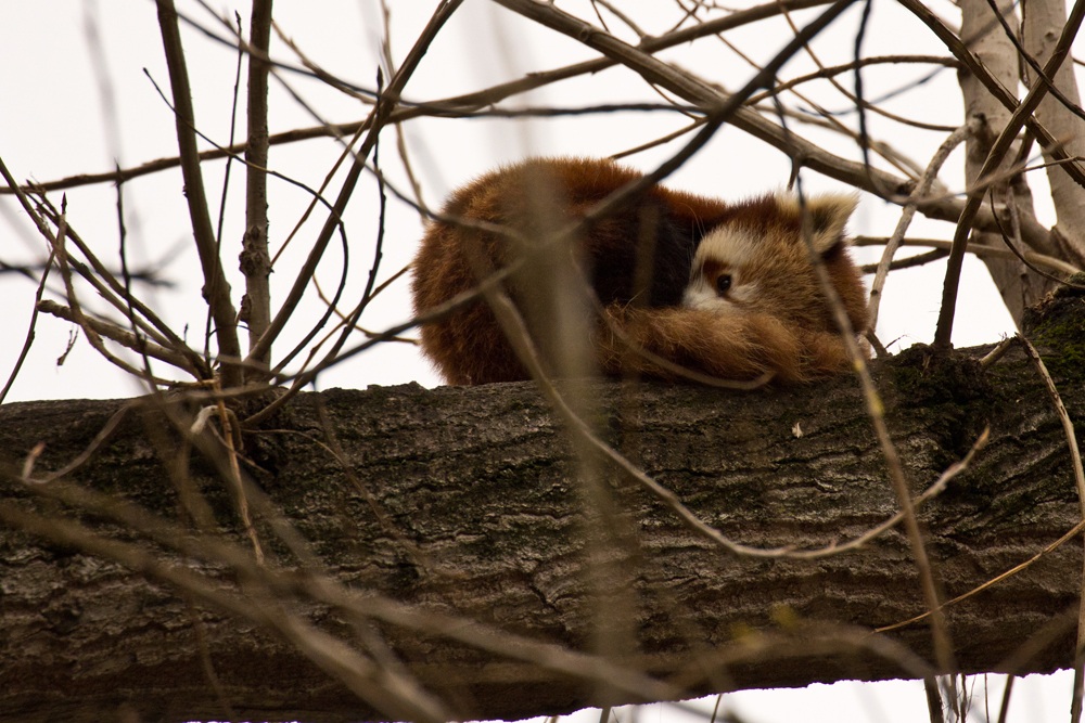 Lesser Panda - Nap