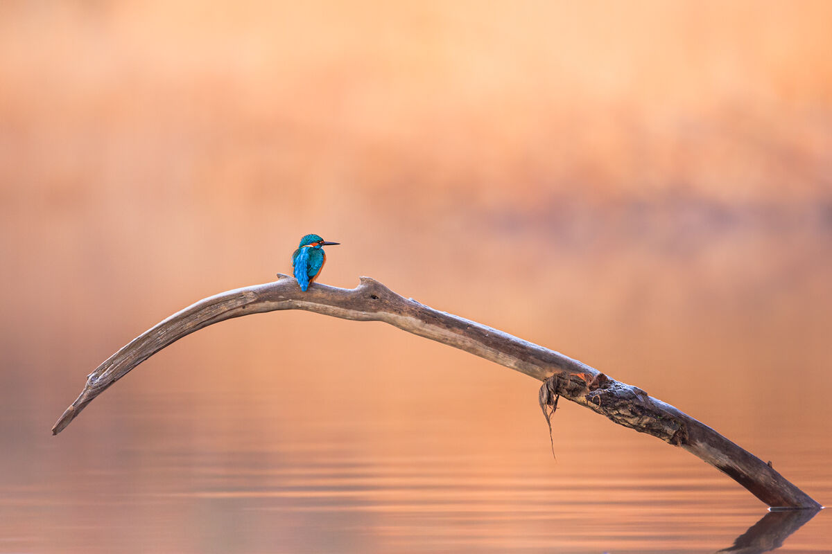 una gemma azzurra all'alba