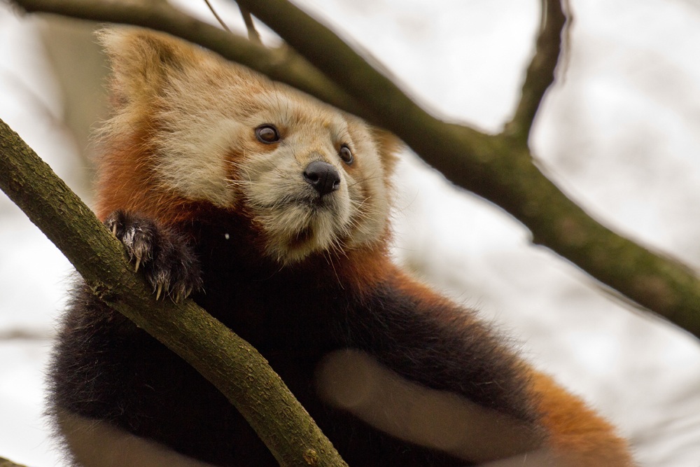 Lesser Panda