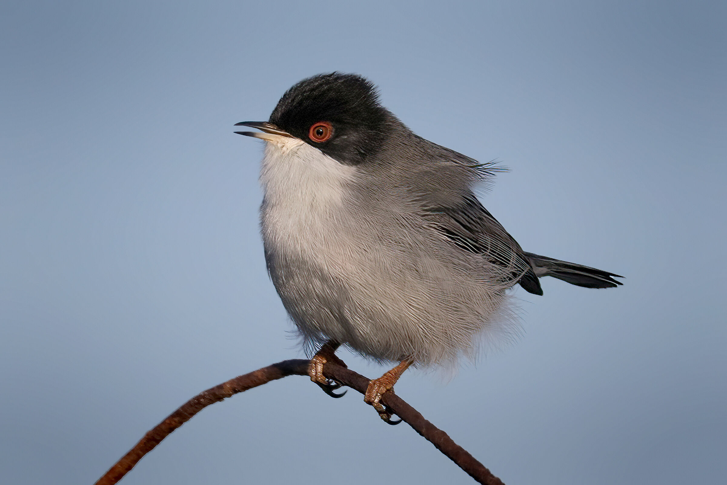 Sardinian warbler