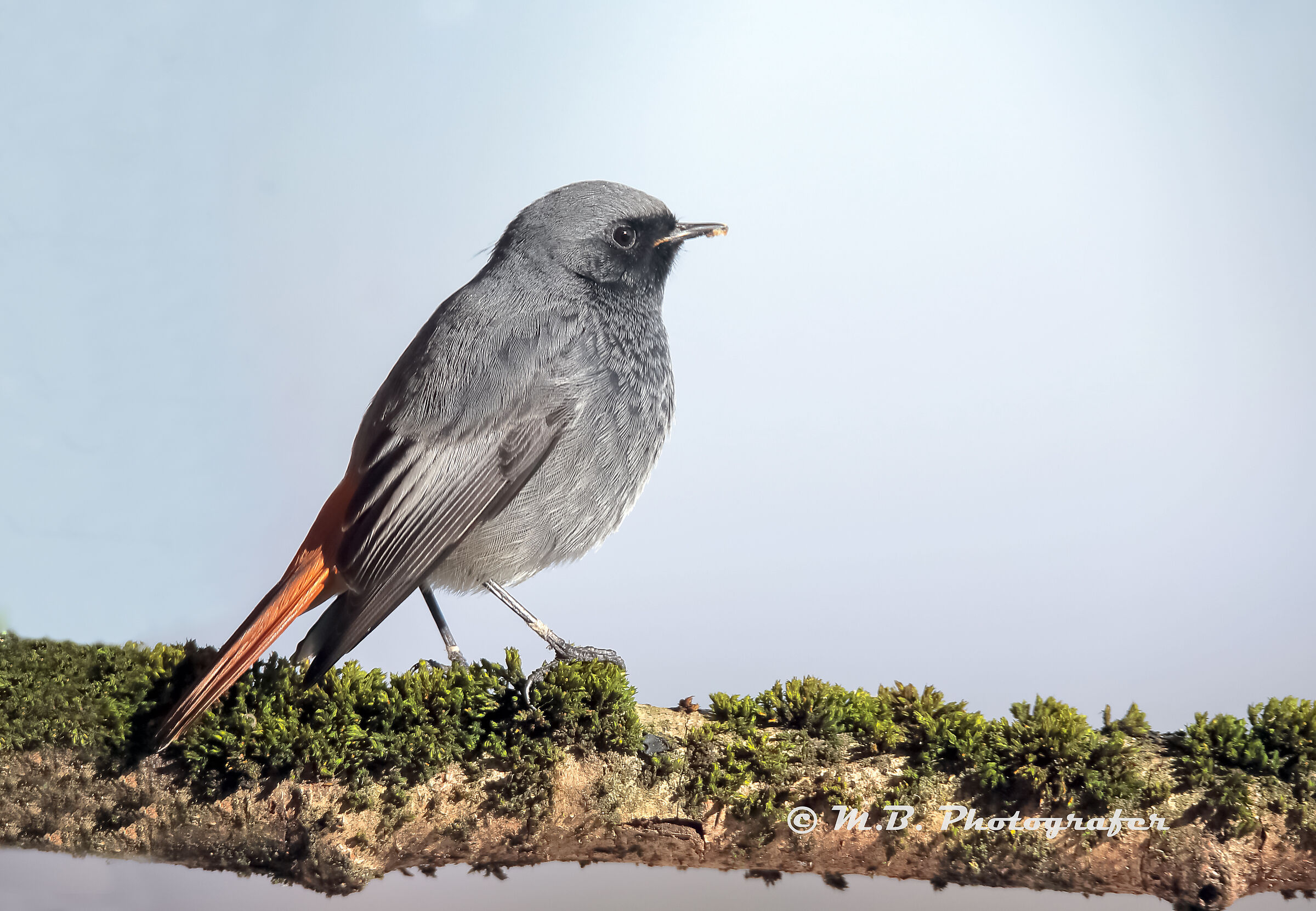 Black redstart