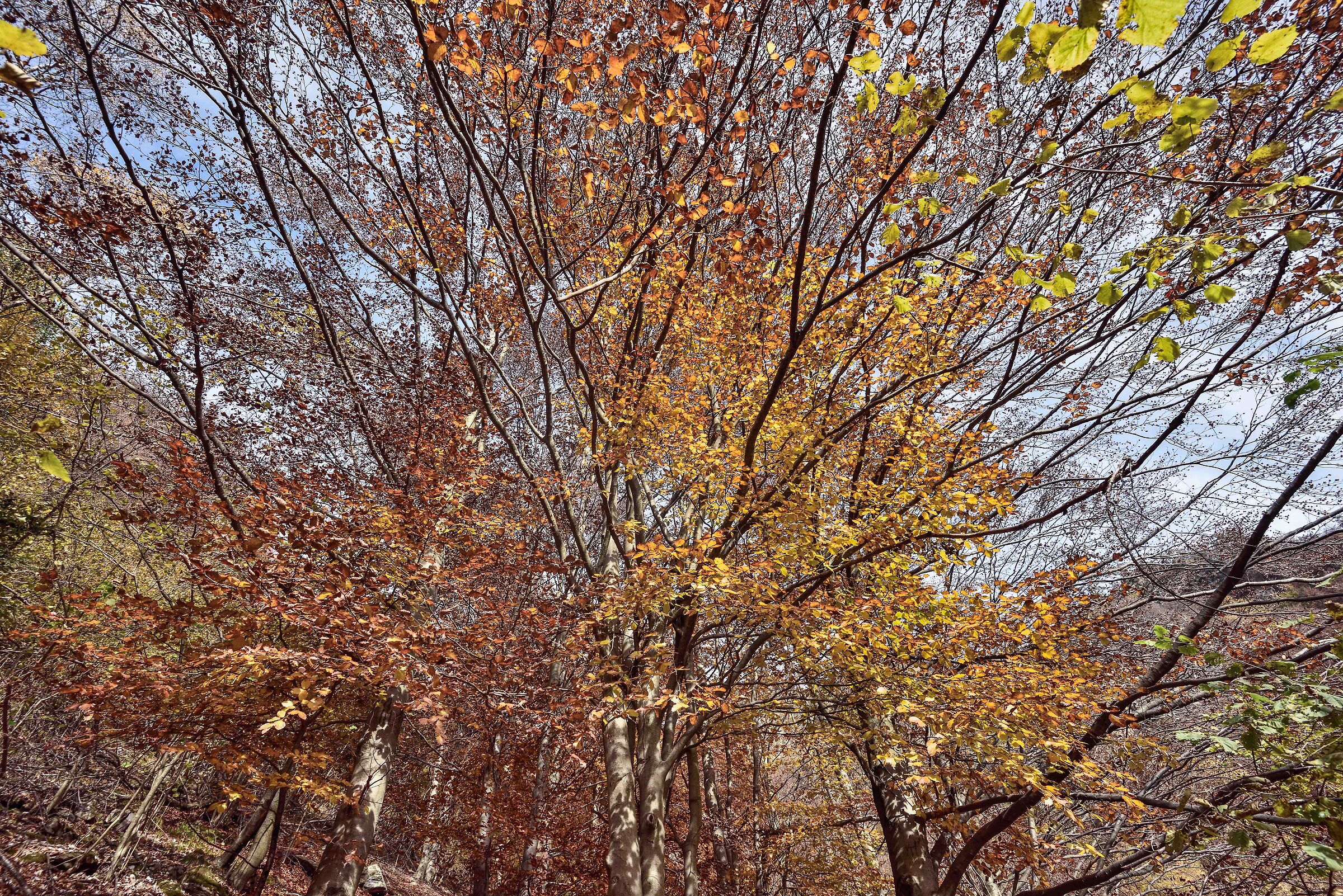 autunno 2020 Val Sesia Val Mastallone