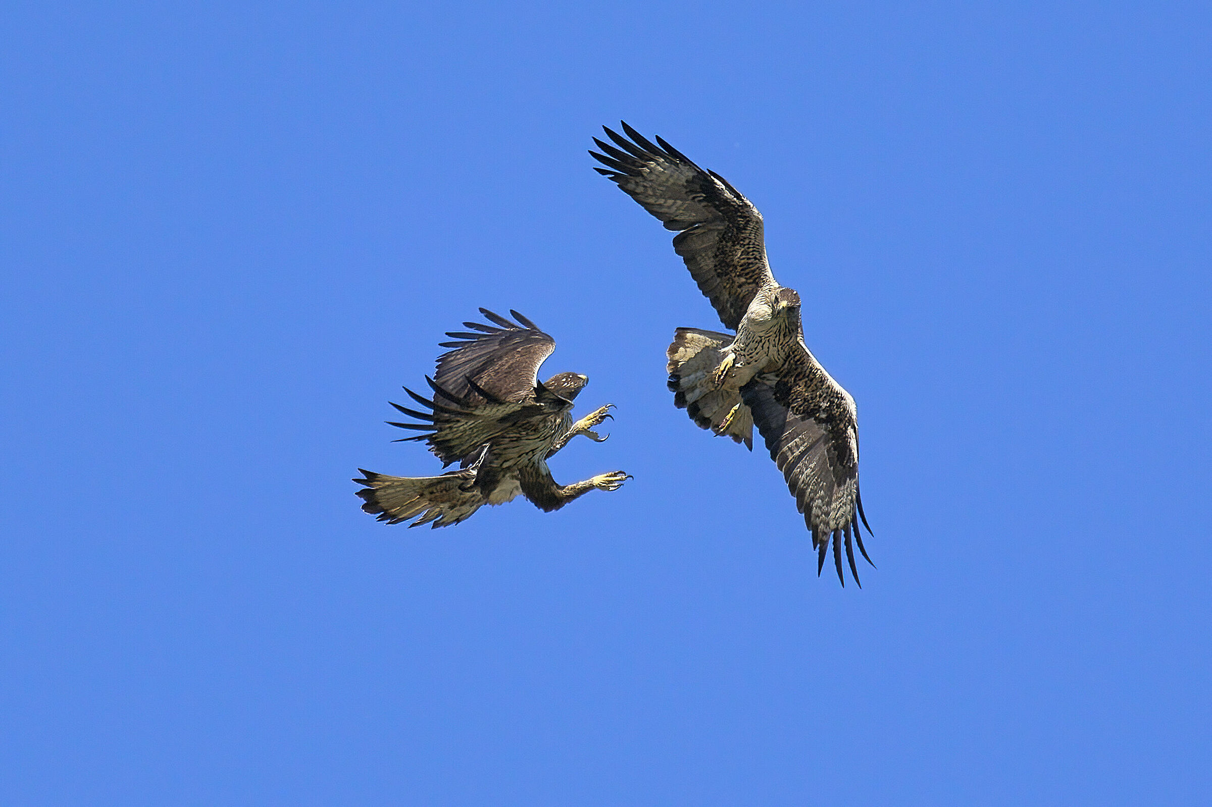 Bonelli in courtship