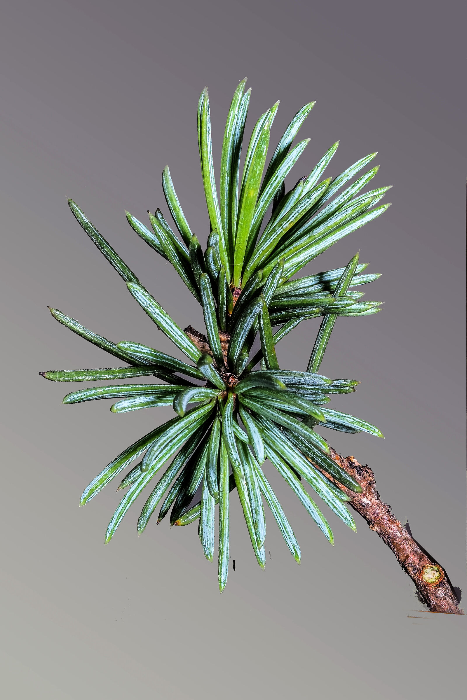 Cedro del Libano