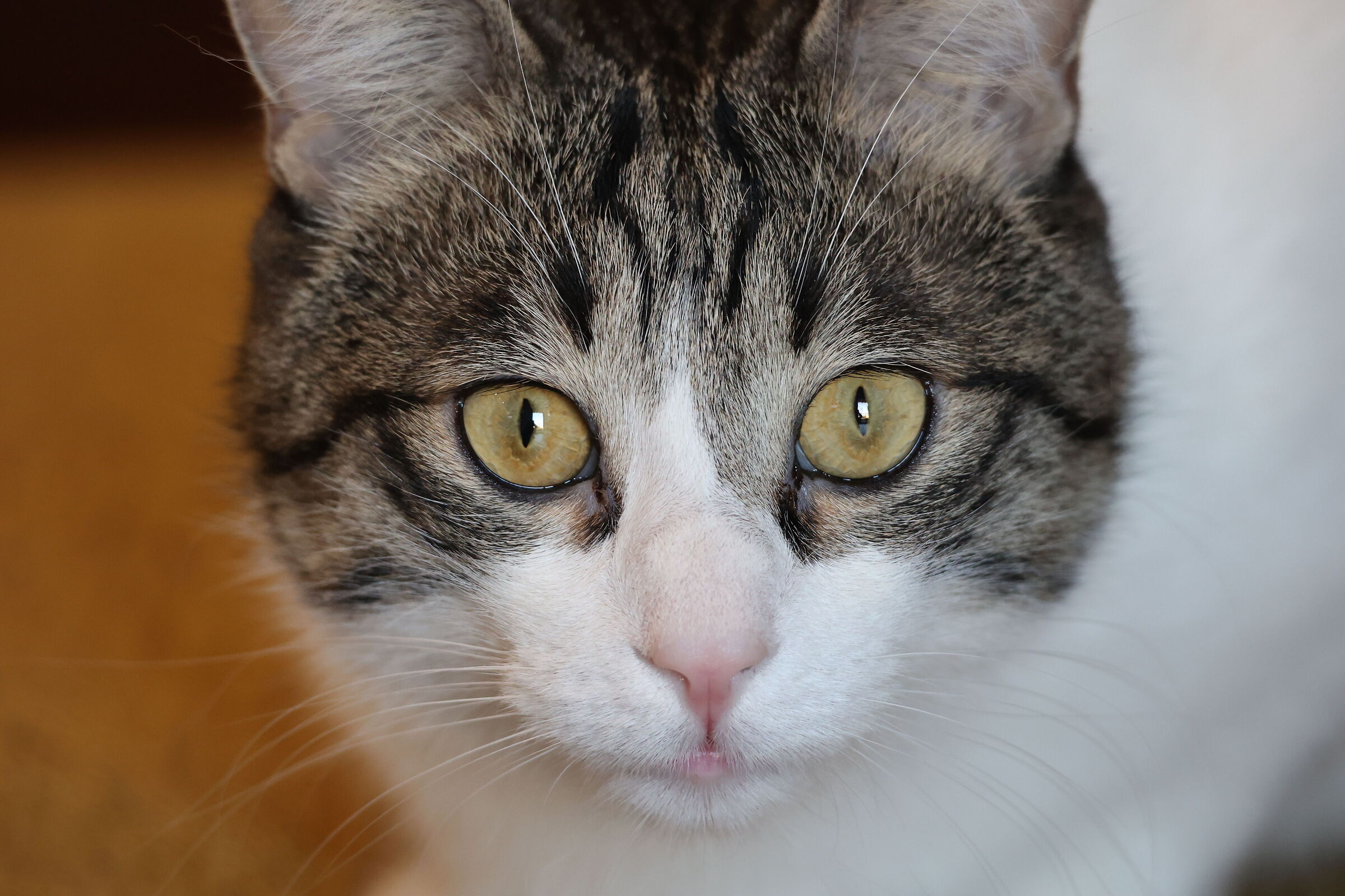 Prova 2 Canon RF 100-400 IS USM